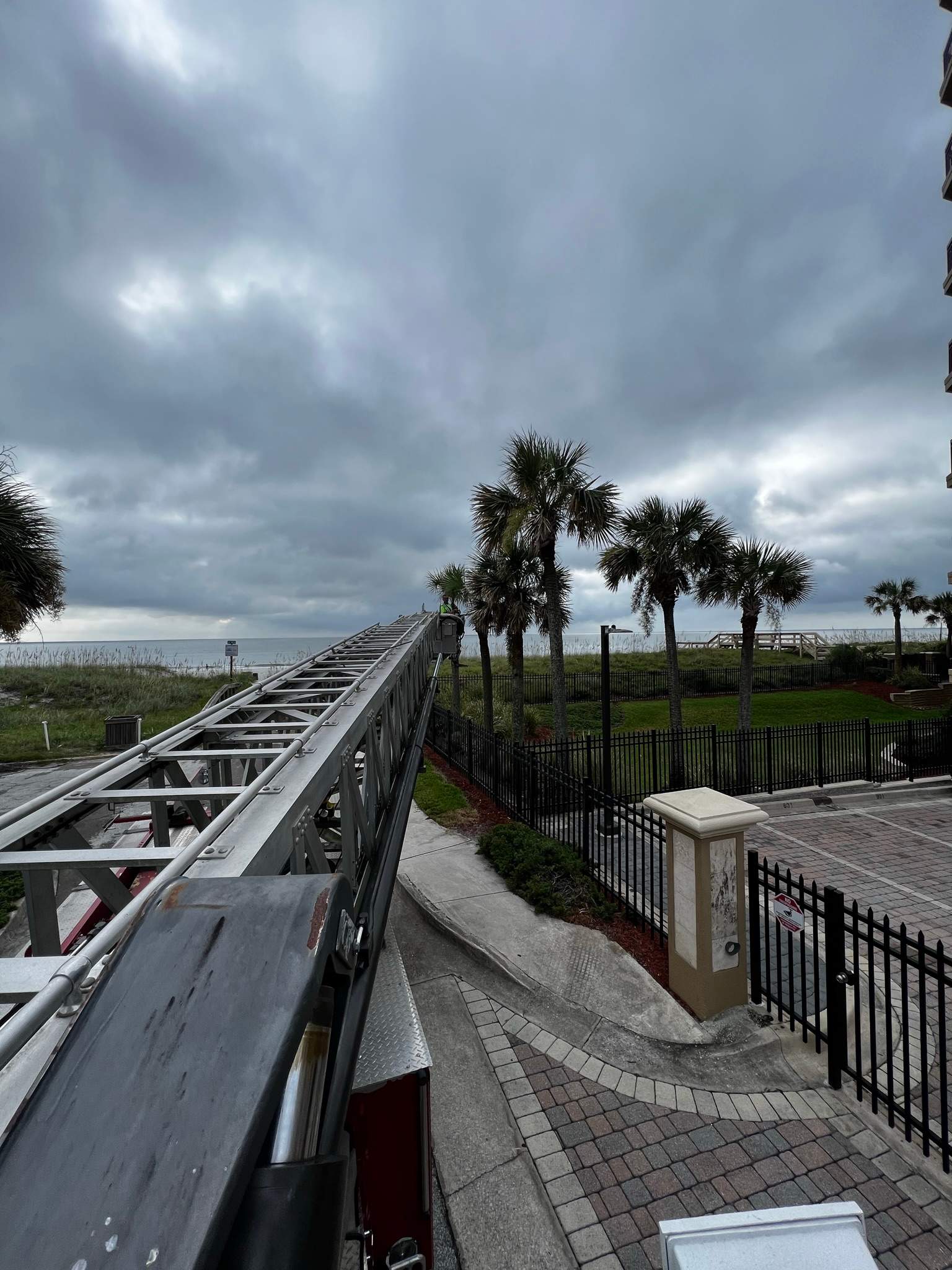 Palm Trimming | Landmark Condominiums by ProGreen Services