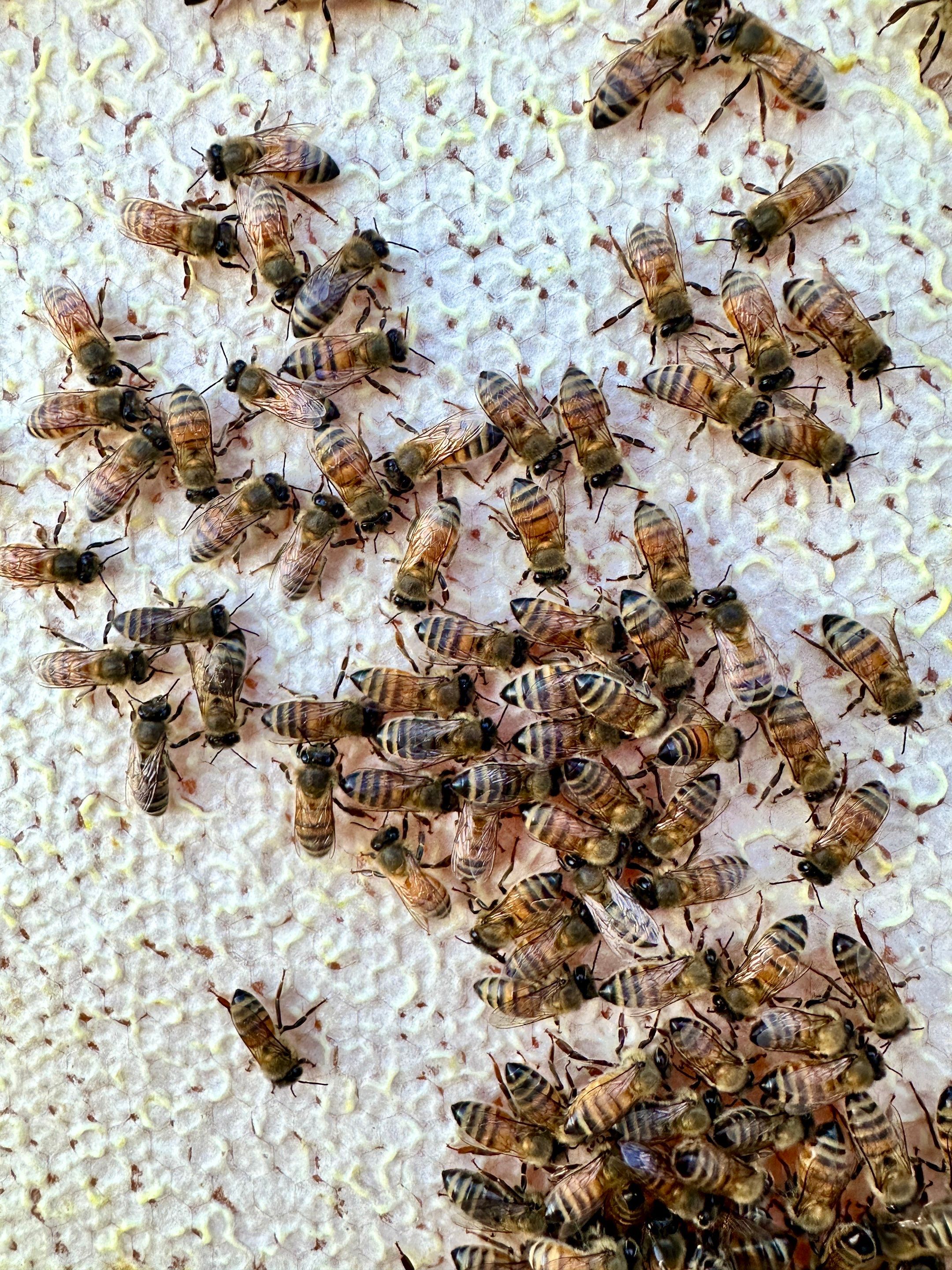Honey-Maker Apiary in Greenville by Rockwall Honey Bee Company