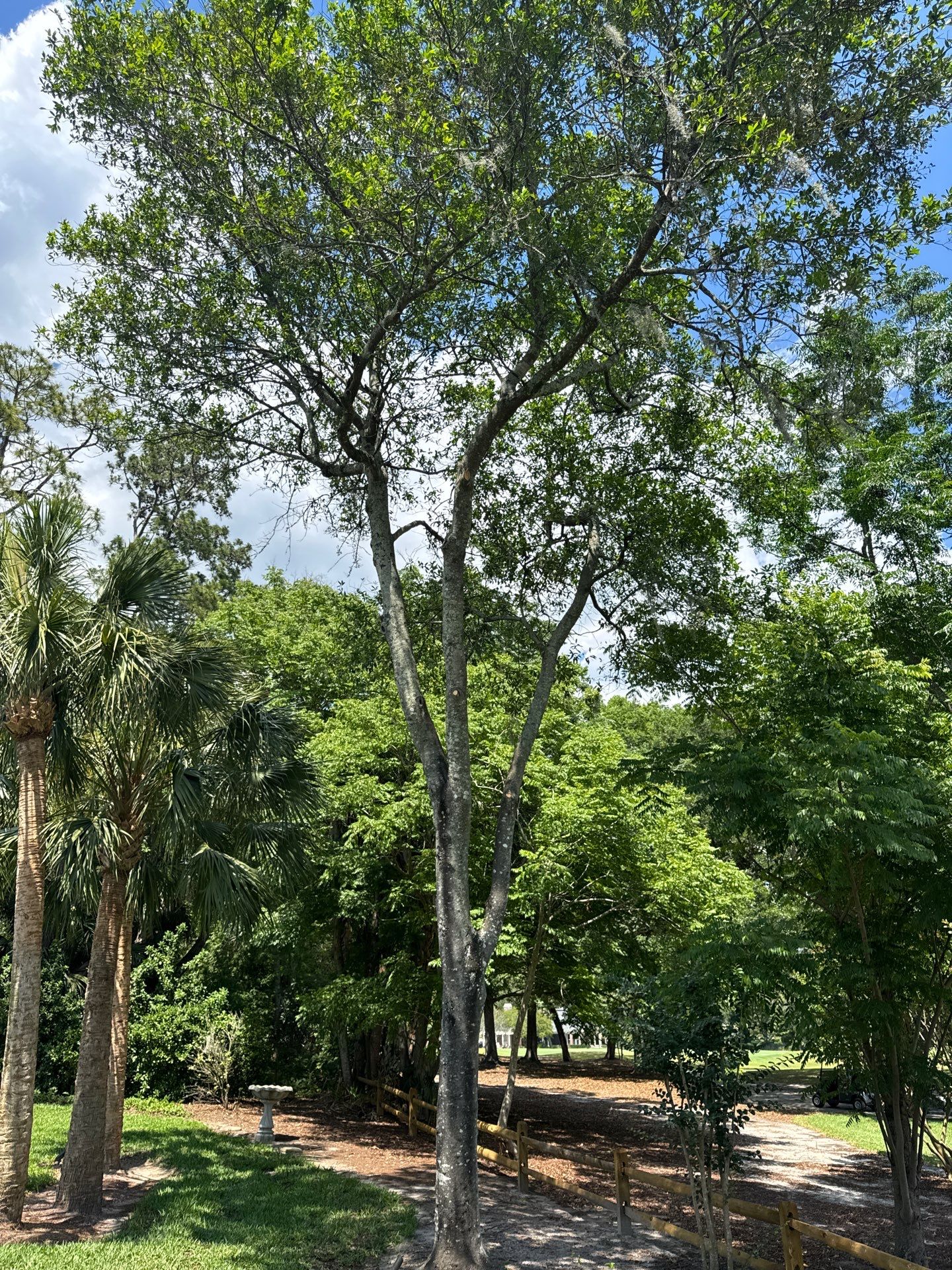 Deerwood Resident | Tree Removal by ProGreen Services