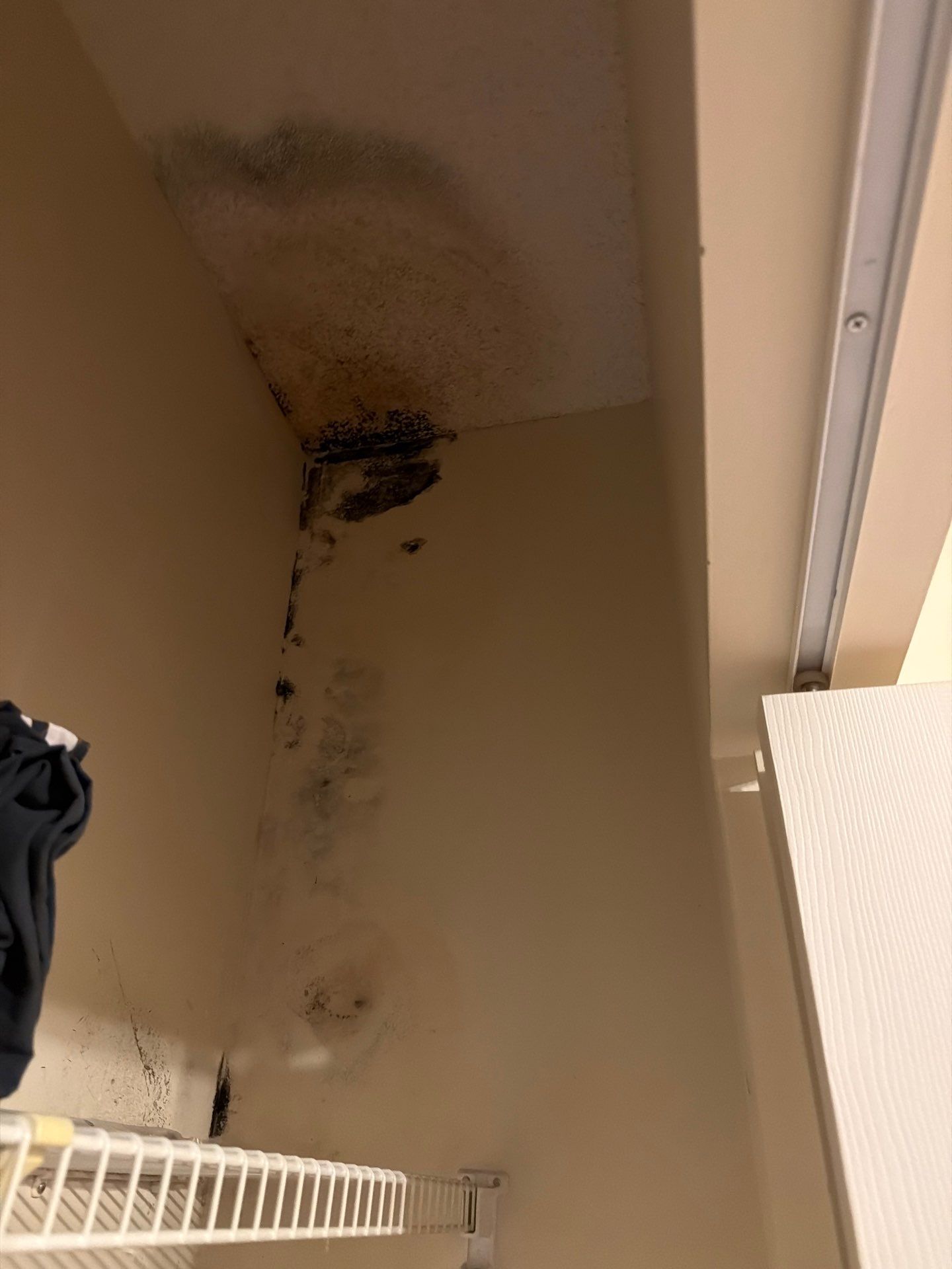 Professional Mold Remediation and Interior Water Damage Restoration in Wellington by SuperClean