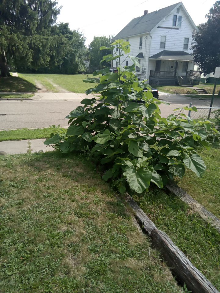 Tree Removal using Tree Removal by Mike Jones & Sons Tree Service LLC 