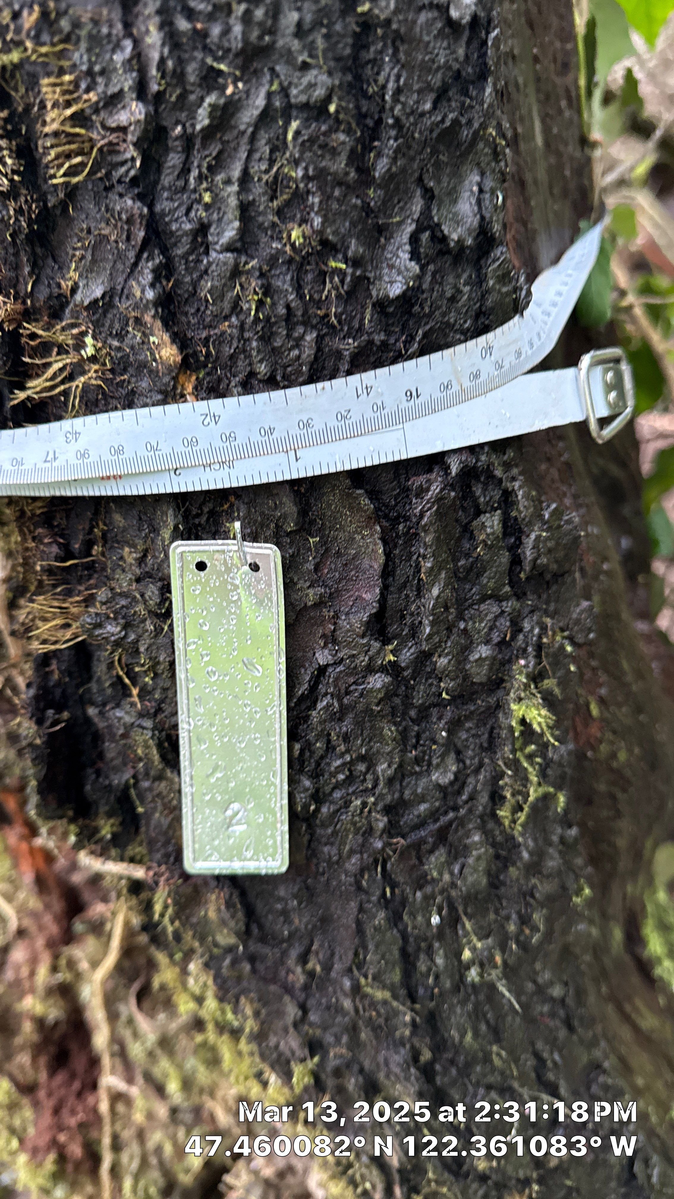 π Arborist Reporting & Tree Surveying β Code Compliance Project by Sound Tree Care LLC