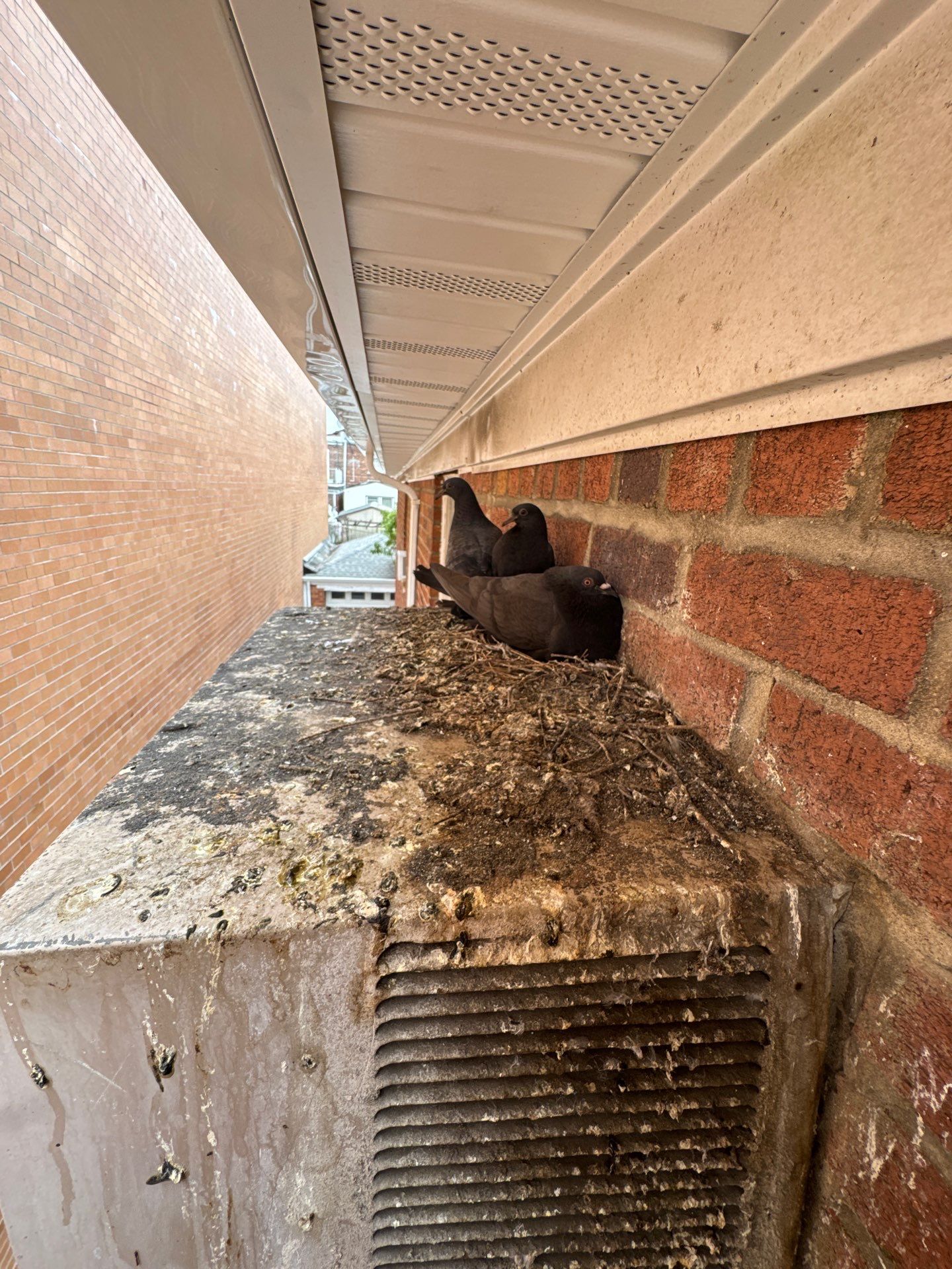 Bird removal, sanitization and prevention by NYC Extermination LLC