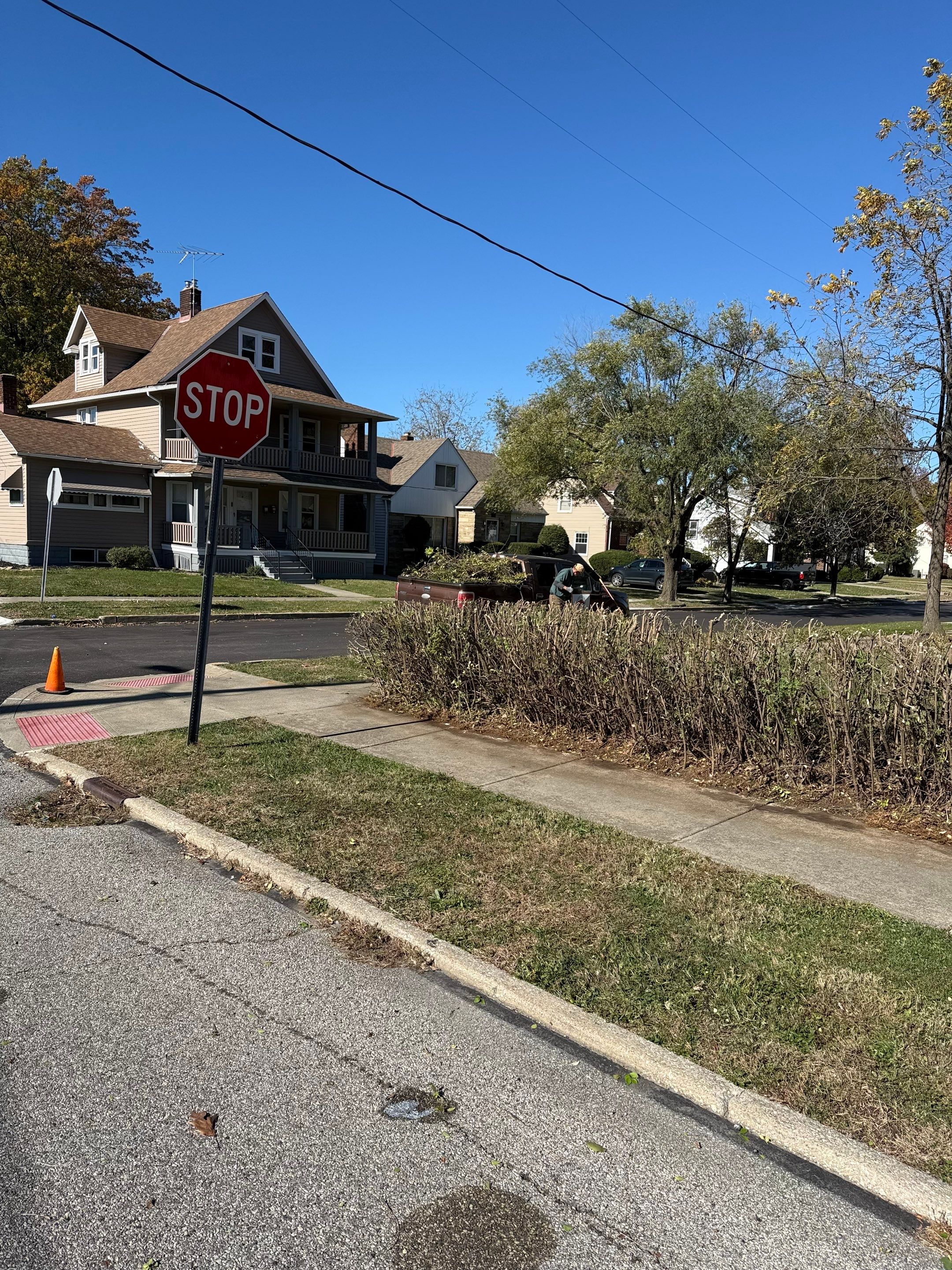 Hedge Shaping Maintenance by Elm Rose Gardens