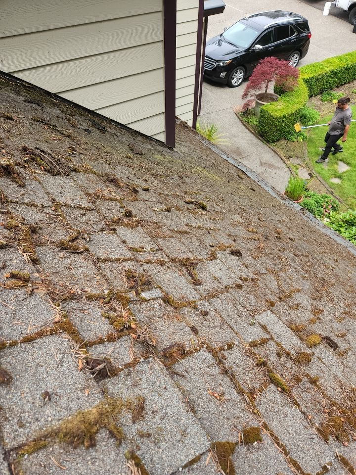 Moss Treatment using Biocide by Willamette Outdoor Wash LLC
