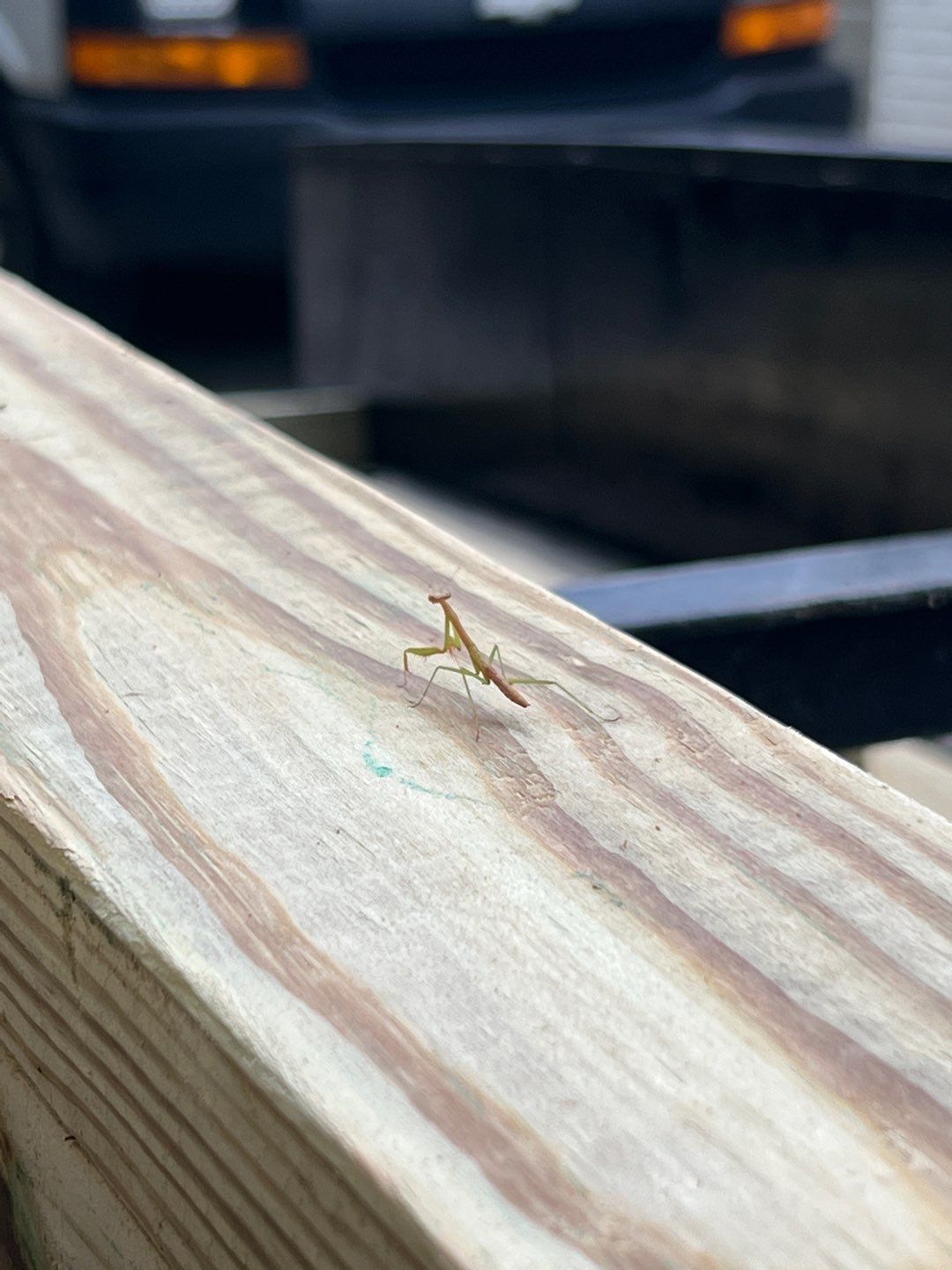 Strawberry - Deck by Pillar and Pine