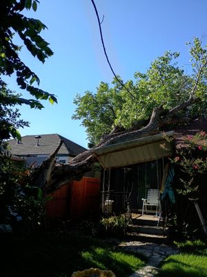 Dangerous Tree Tree Removal 