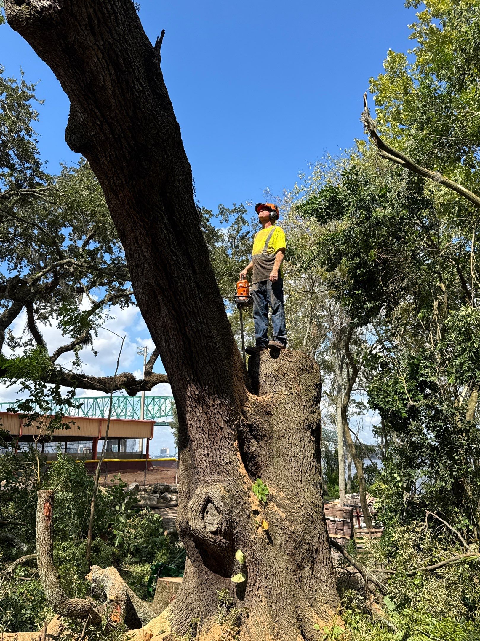 Tree Removal | Episcopal Softball Field by ProGreen Services