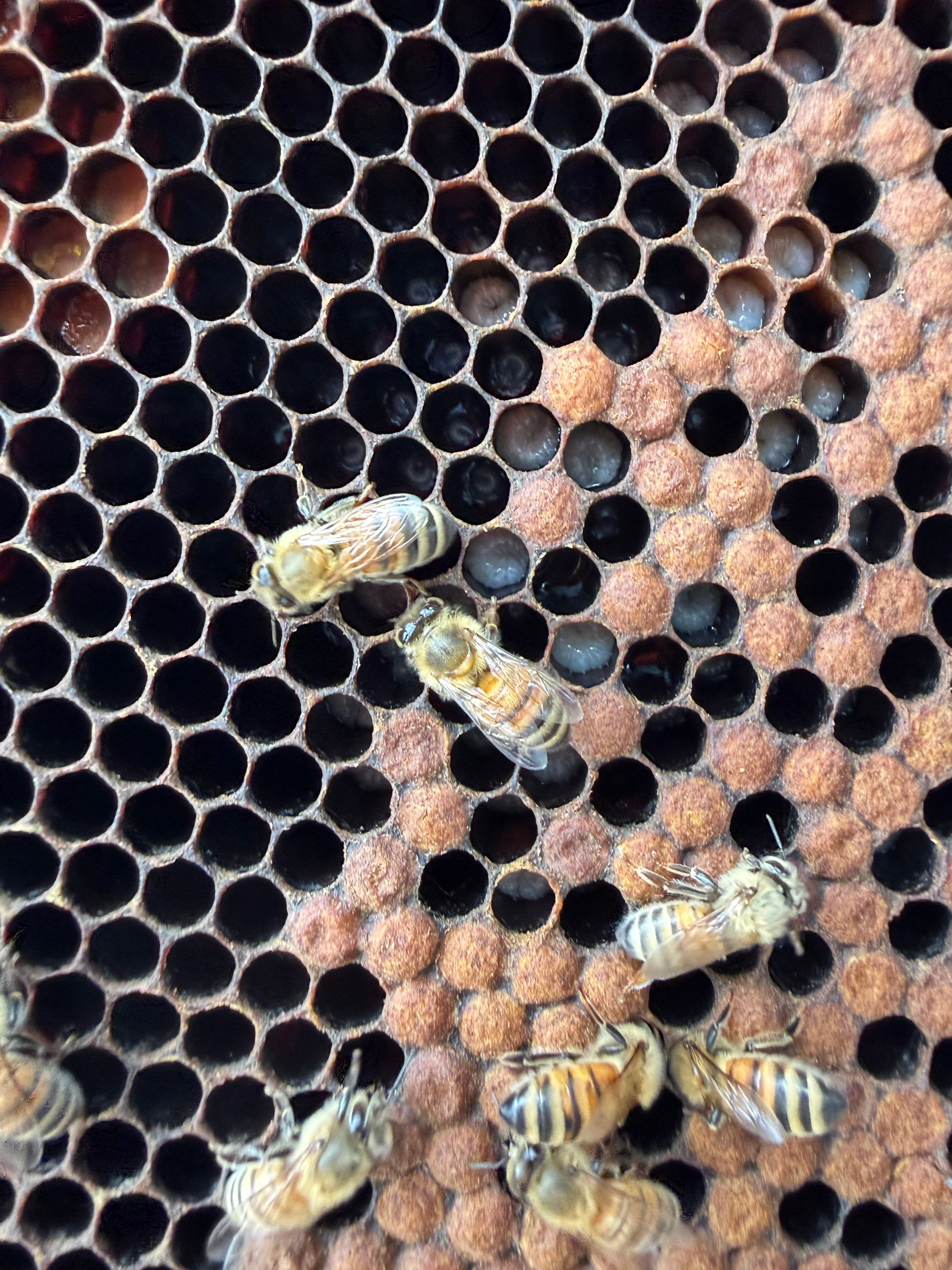 Sunnyvale’s Happiest Apiary by Rockwall Honey Bee Company