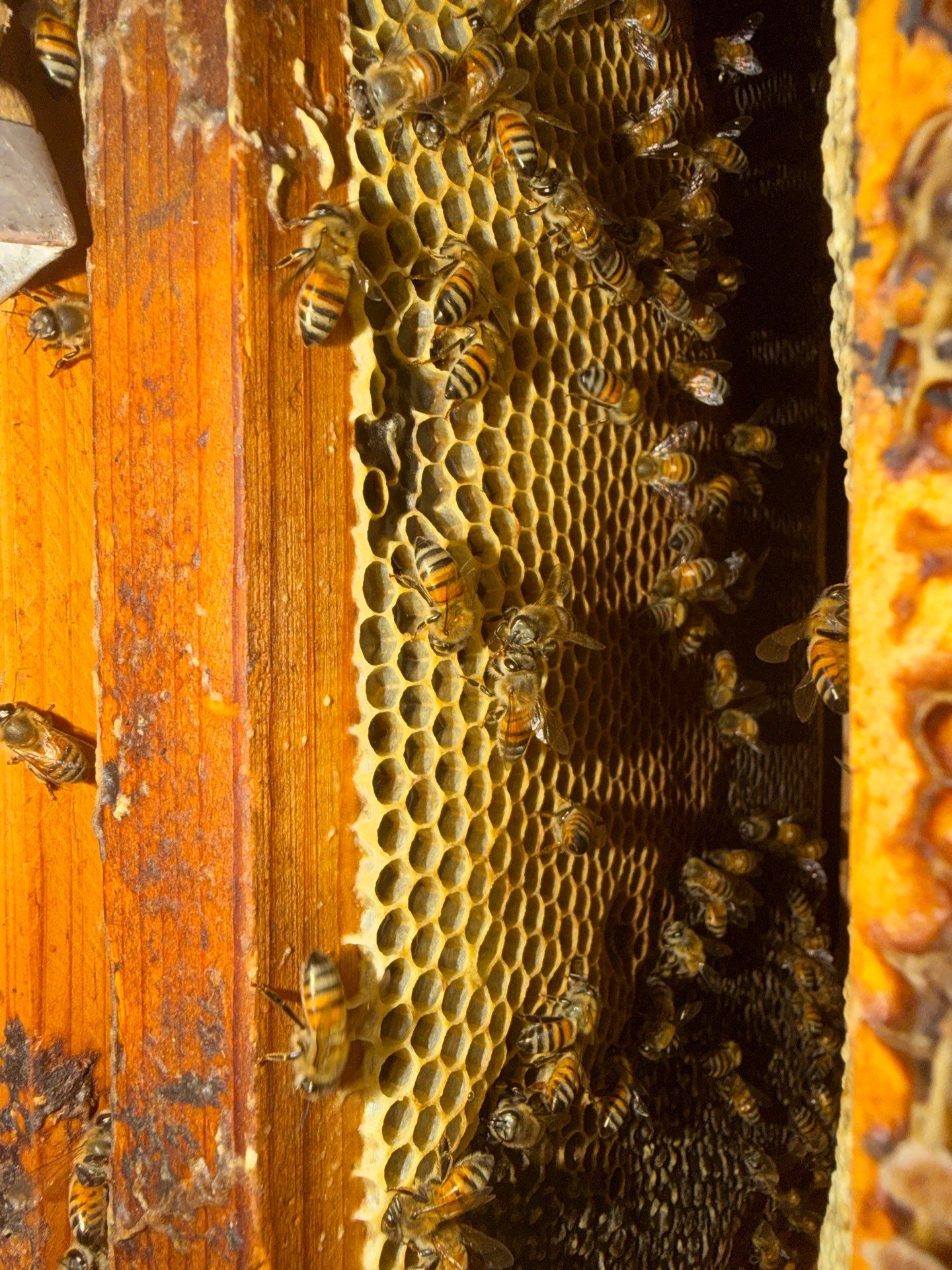Allen Company by Rockwall Honey Bee Company
