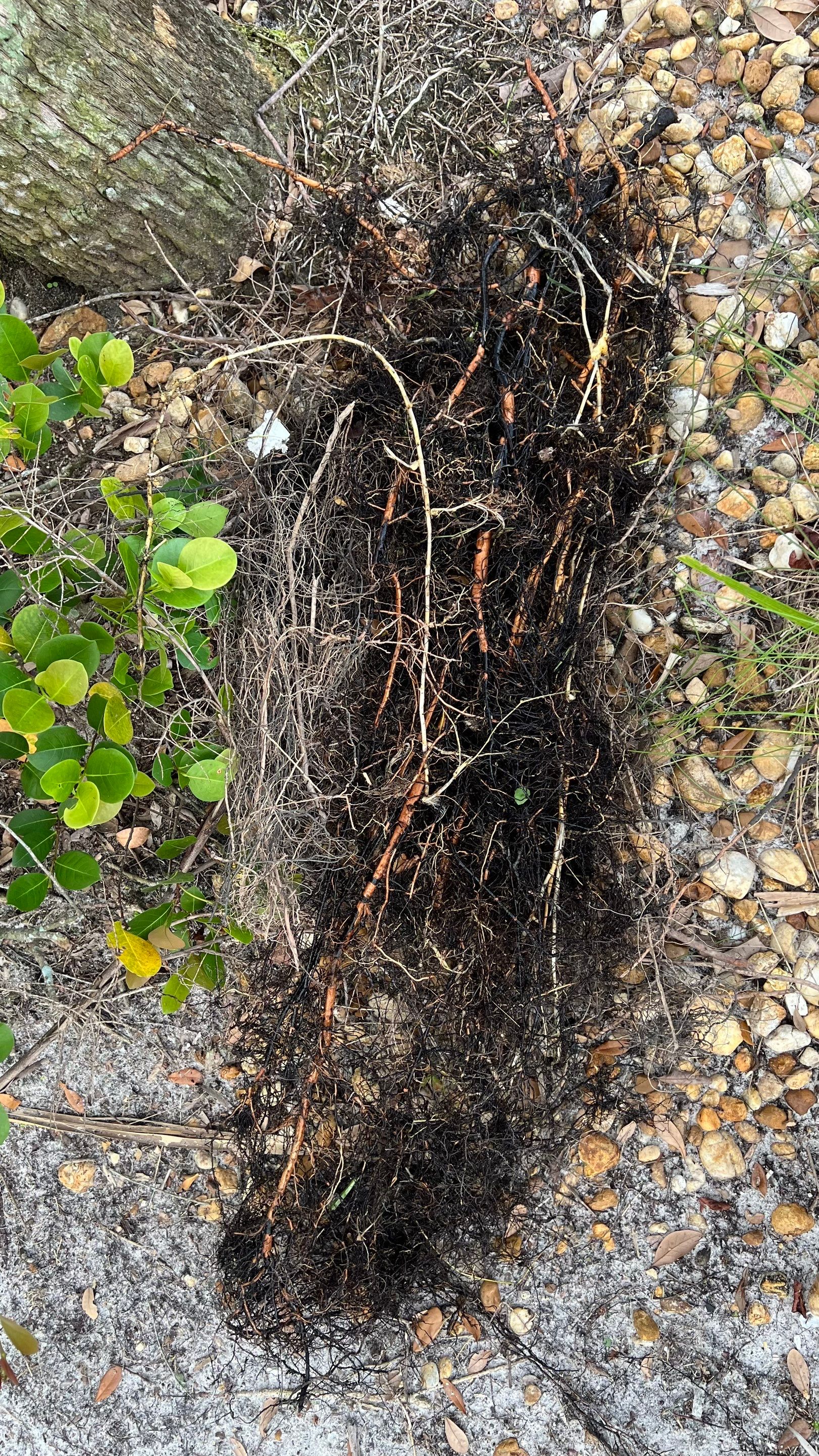 Naples Community Entry Road Stormwater System Cleaning by APS Power & Water