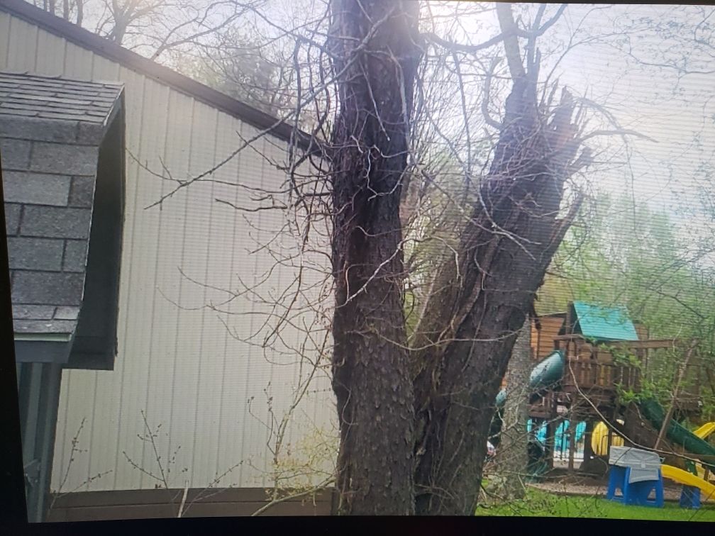 Tree Damage using Tree Removal by Mike Jones & Sons Tree Service LLC 