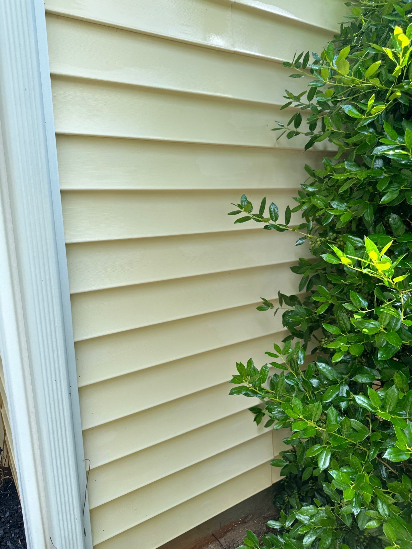 the image shows a section of a building with beige vinyl siding being cleaned by a pressure washing company the service involves using high-pressure water spray to remove dirt grime mold and other buildups from the exterior surfaces including the siding and potentially the adjacent trim and downspouts plants nearby indicate care needs to be taken to avoid damage to the vegetation during the cleaning process the end result is a cleaner and more aesthetically pleasing exterior surface