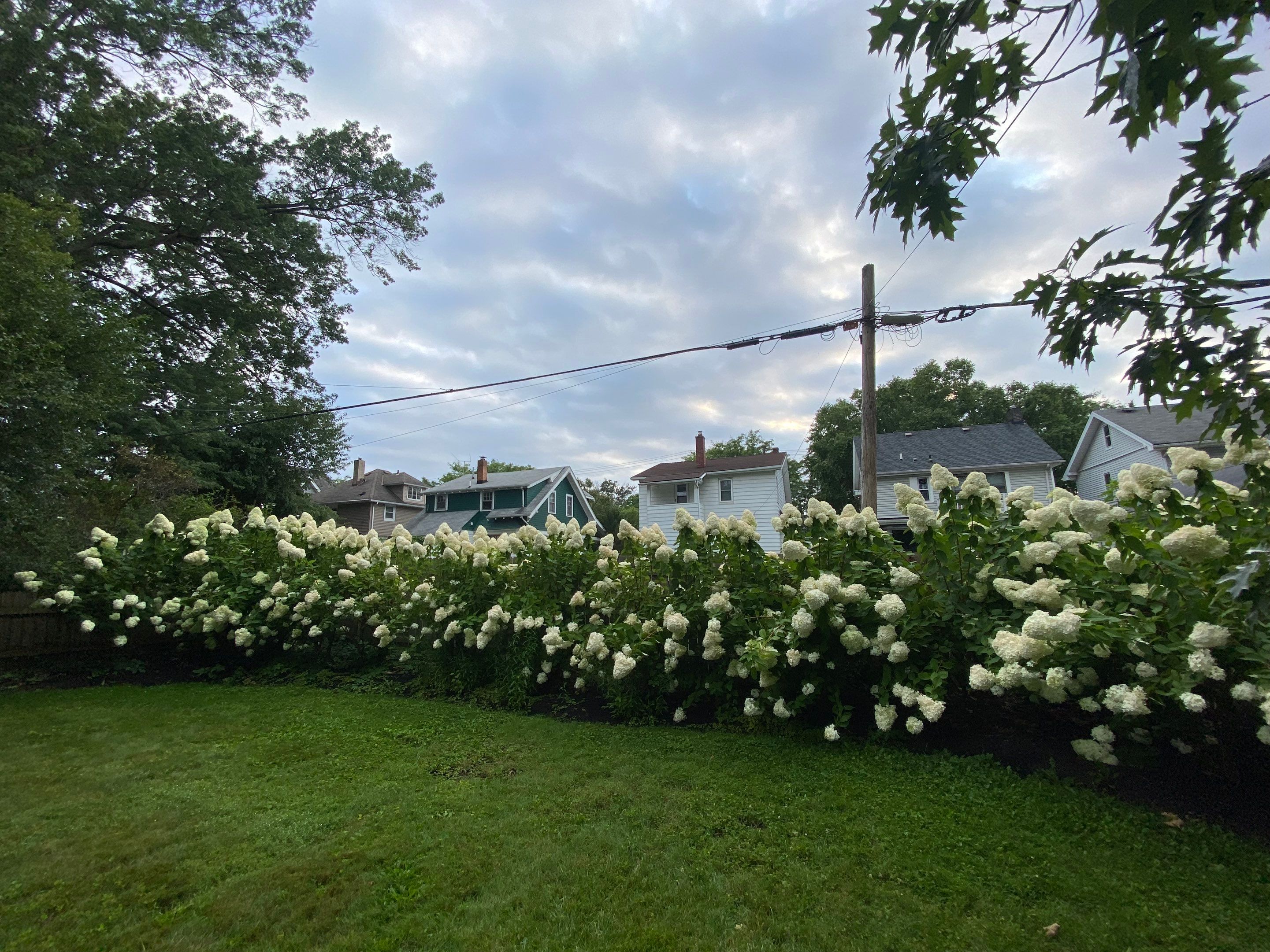 Pollinator Paradise Project by Elm Rose Gardens