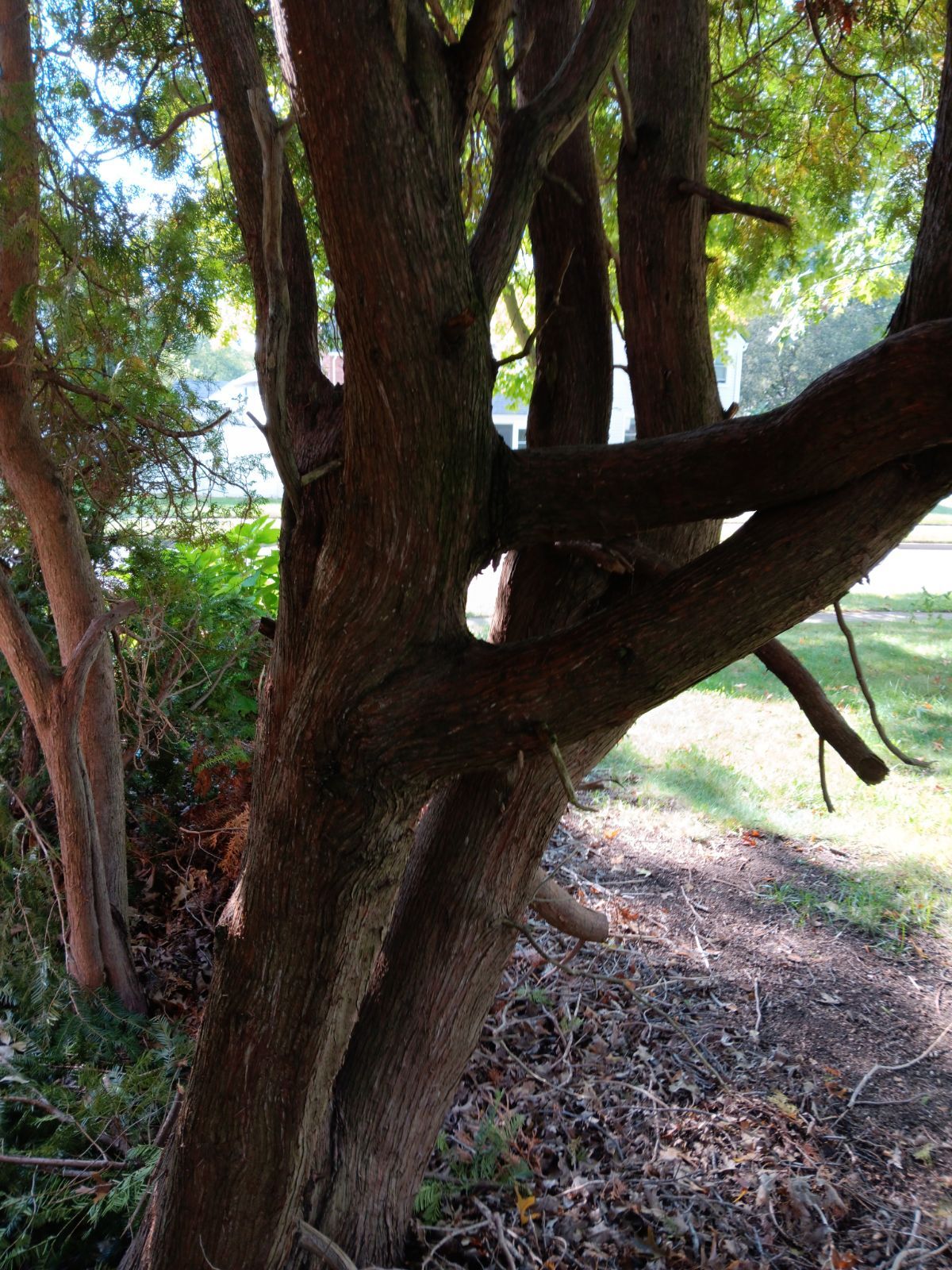 Tree Removal using Tree Removal by Mike Jones & Sons Tree Service LLC 