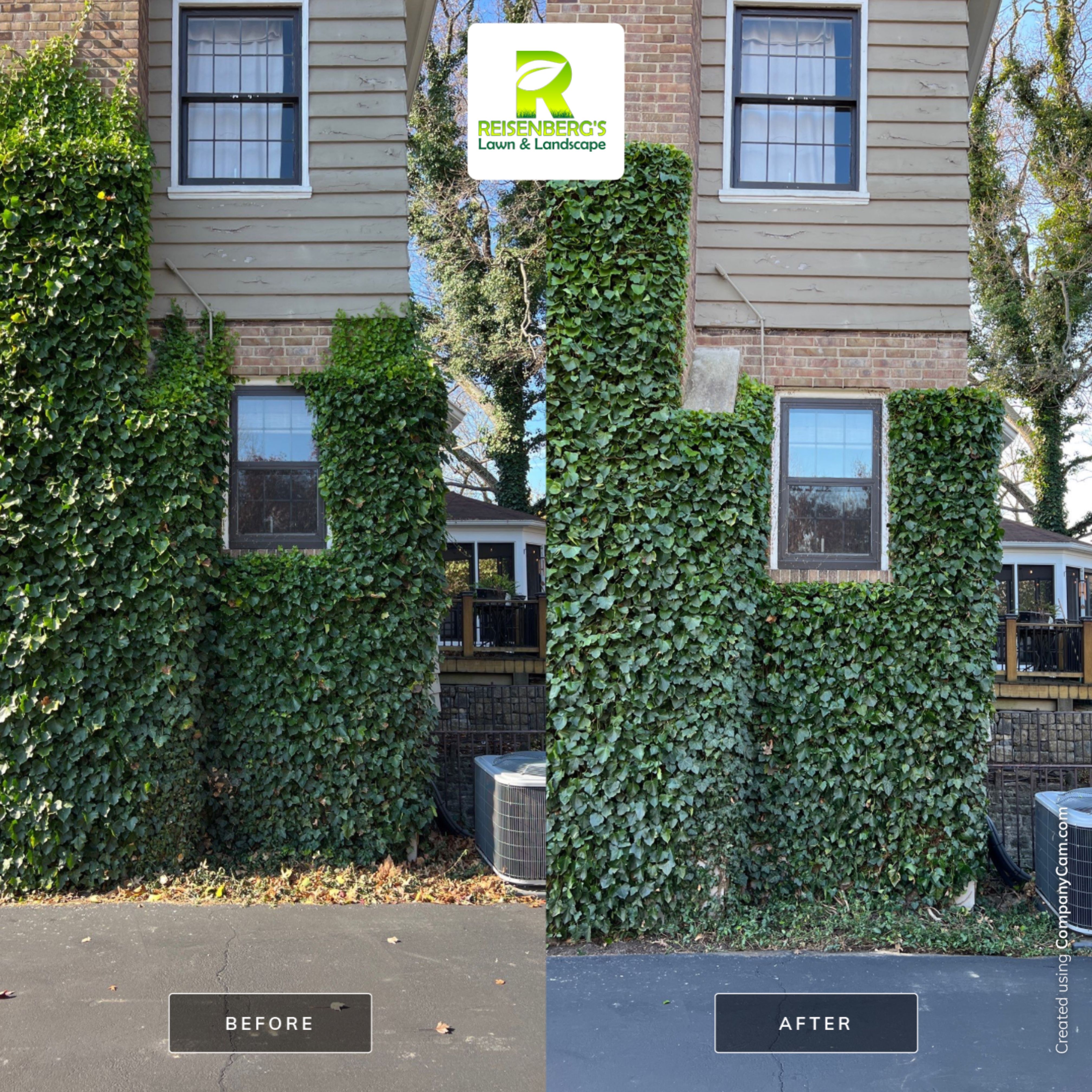 Hand Pruning & Care for Hedera Helix Wall by Reisenberg’s Lawn & Landscape, LLC