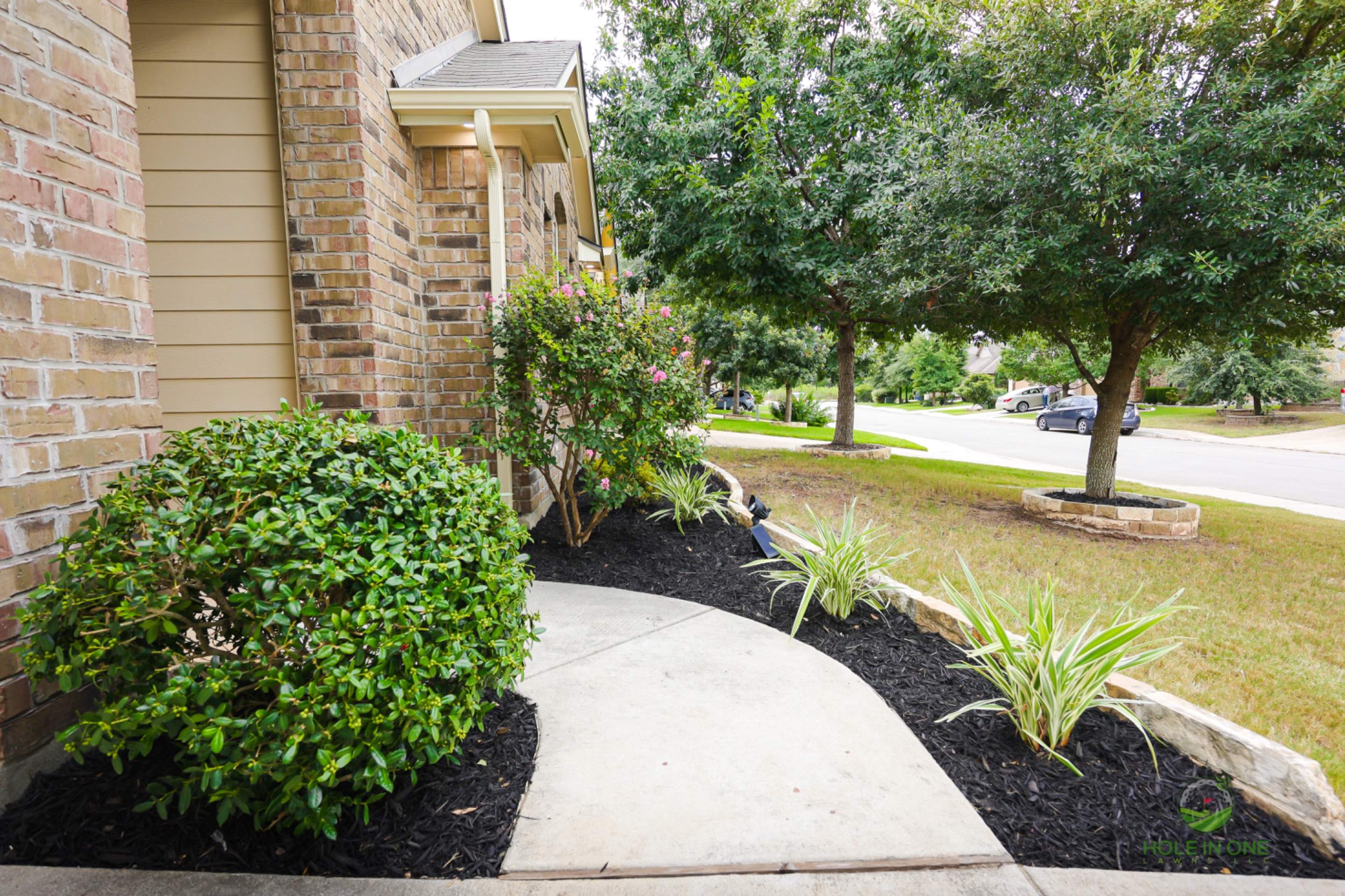 Wortham Oak, San Antonio Tx. by Hole In One Lawns, LLC
