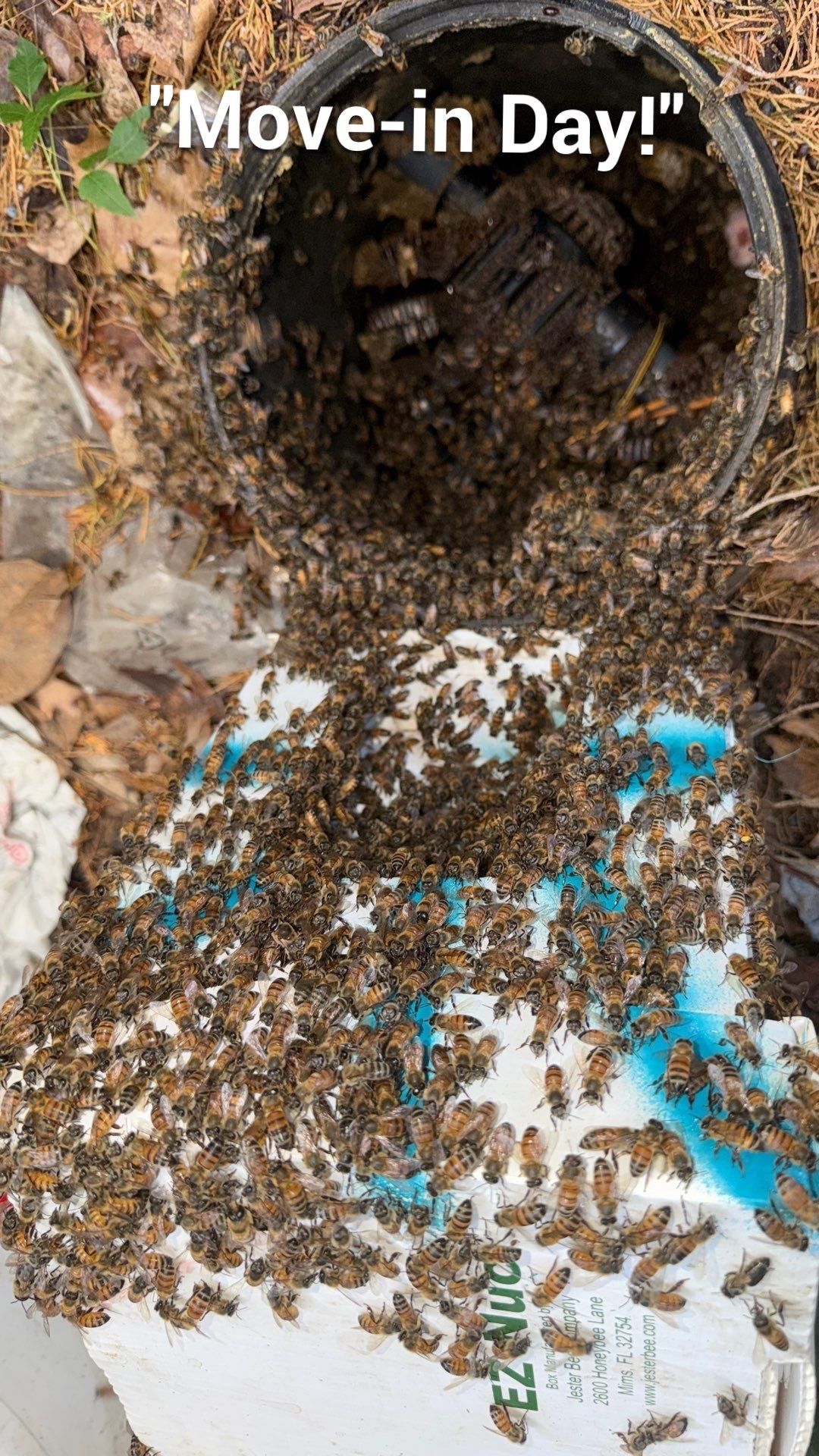 Mossy Mystery Bees by Rockwall Honey Bee Company