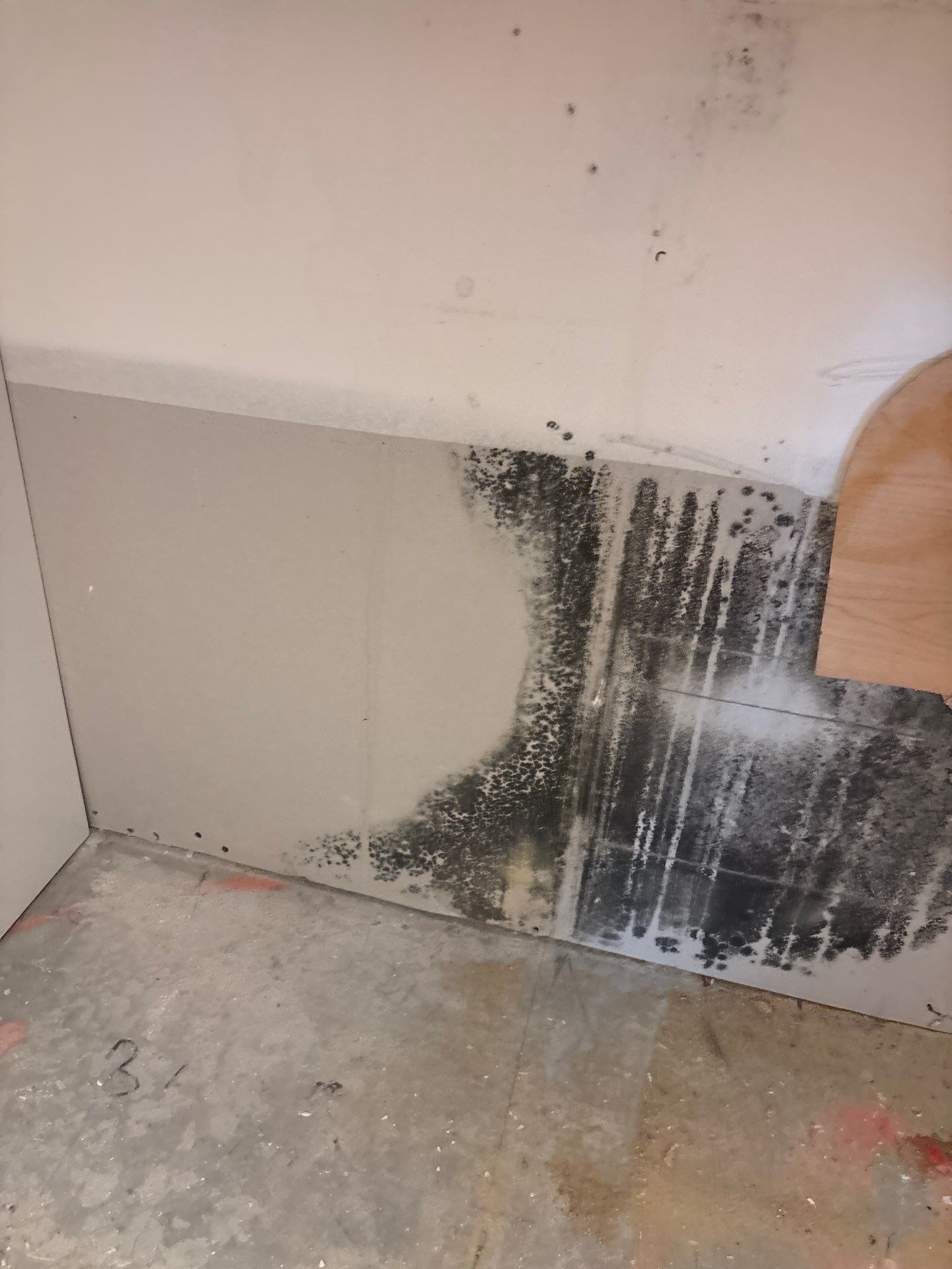 Mold Damage Inspection In Bradenton Florida by Ampm Restoration Services