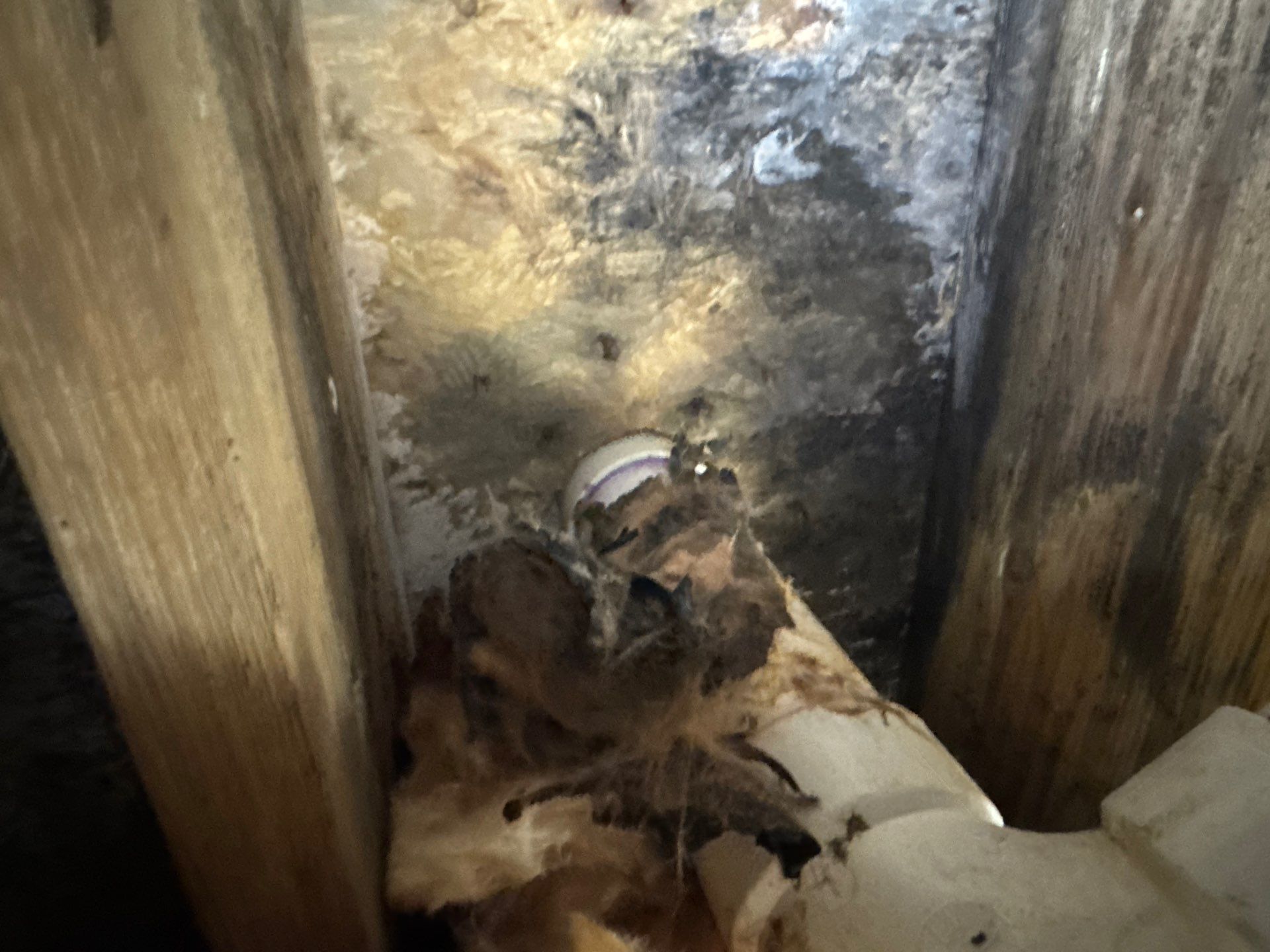 Project in Ivor by Patriot Crawl Space Repairs