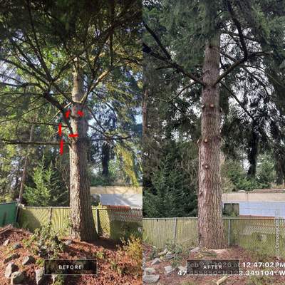 Douglas Fir Canopy Raising & Tree Trimming in Burien, WA