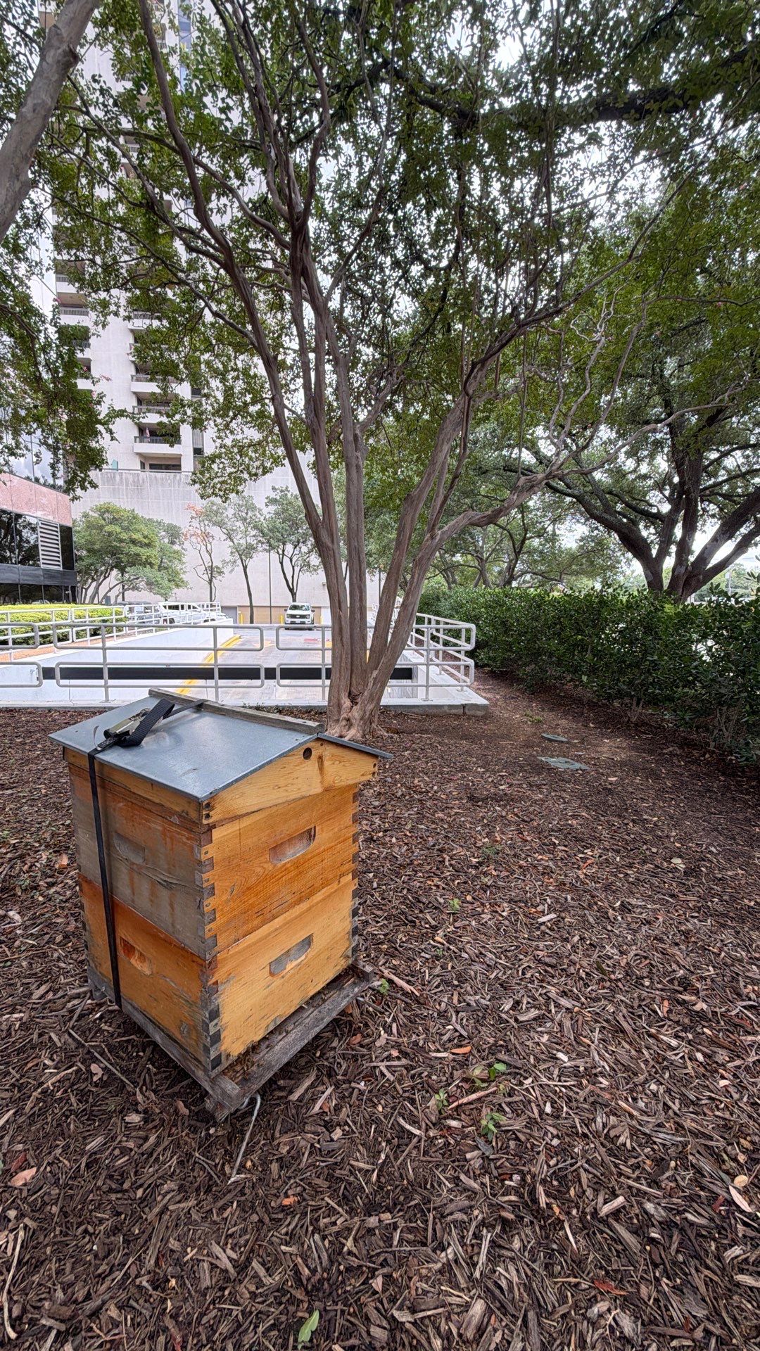 Urban Building Bees by Rockwall Honey Bee Company