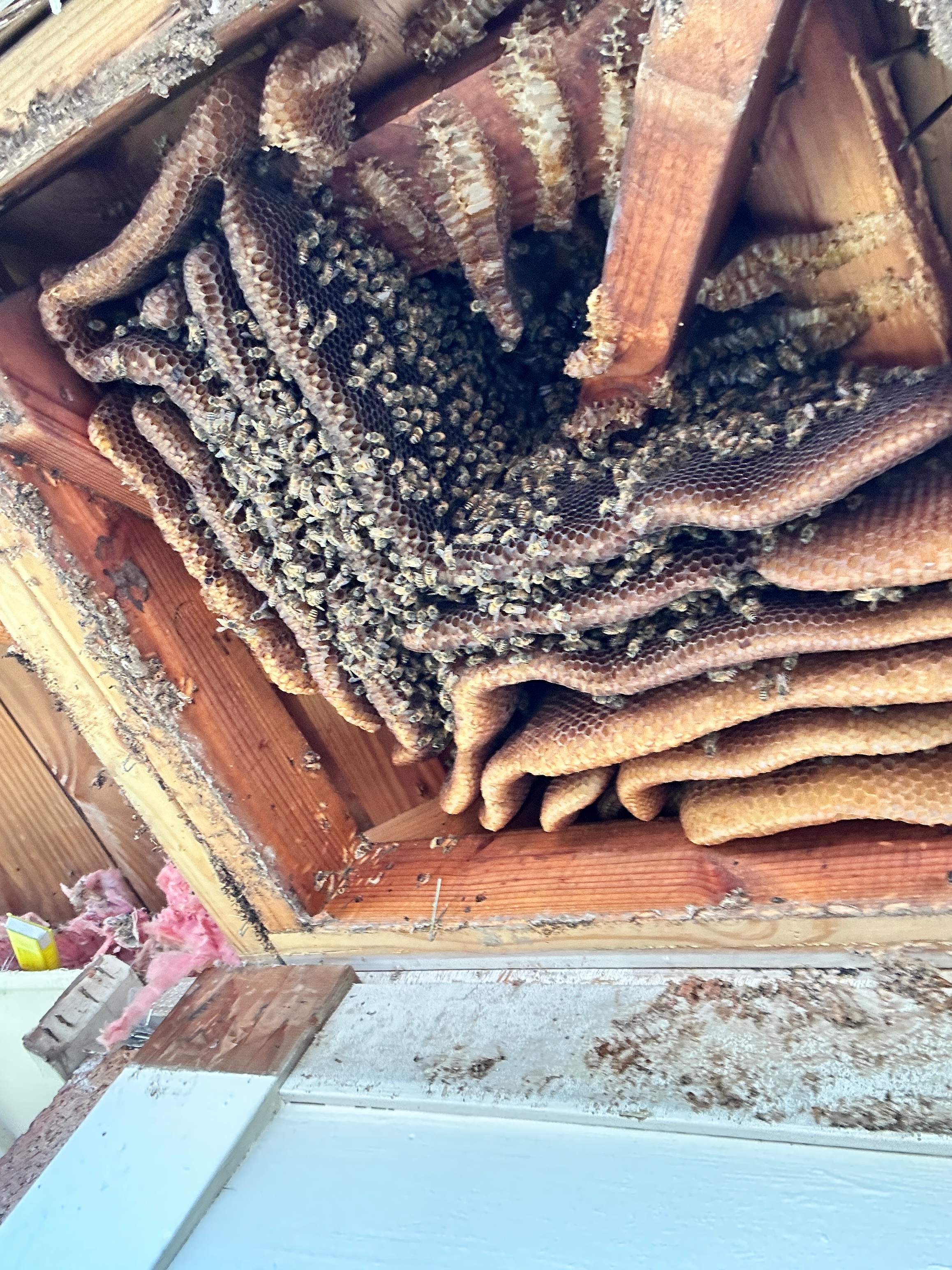 Last of 2025 by Rockwall Honey Bee Company