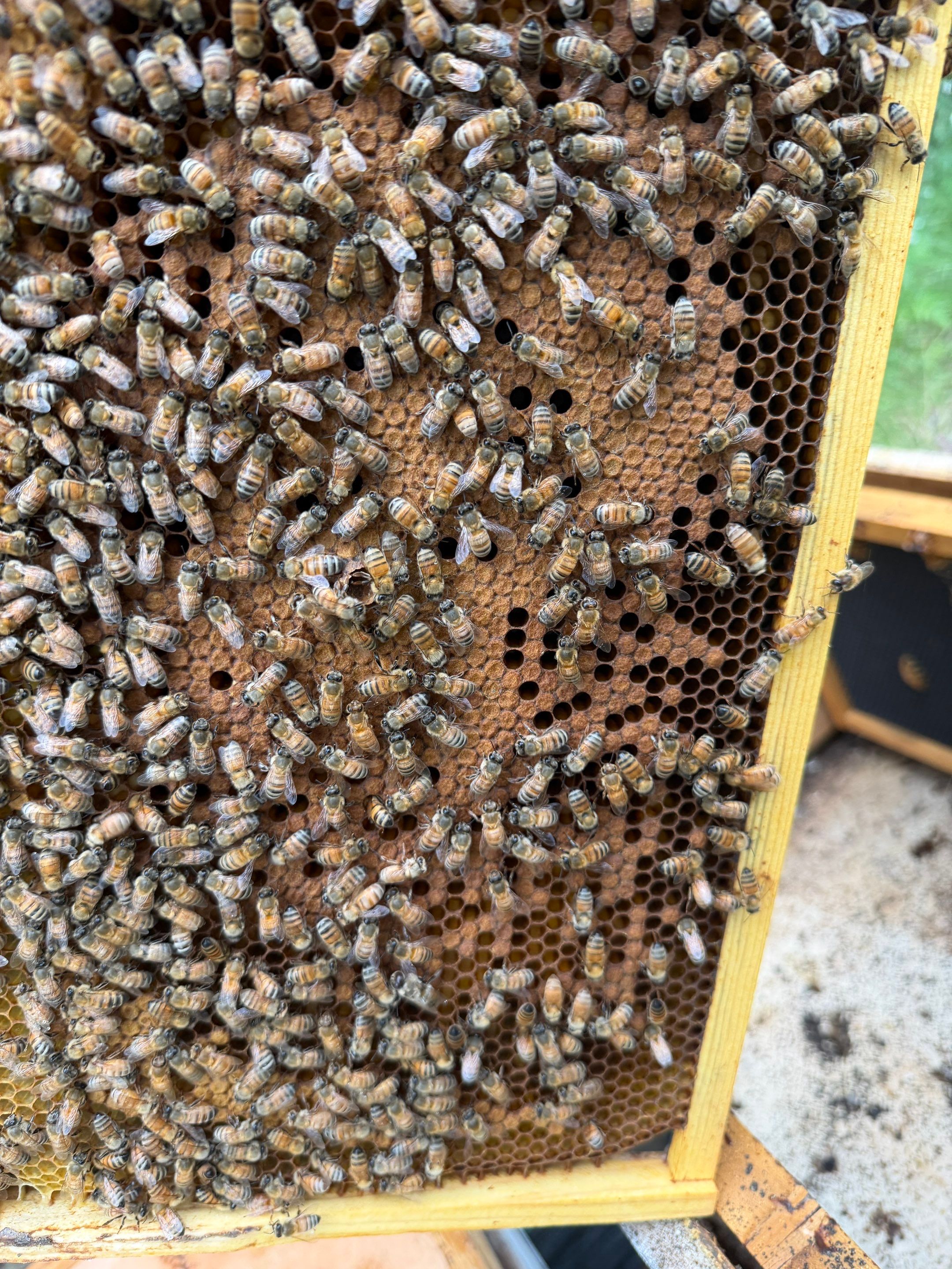 Rustic Grace Apiary in Van Alstyne, TX by Rockwall Honey Bee Company