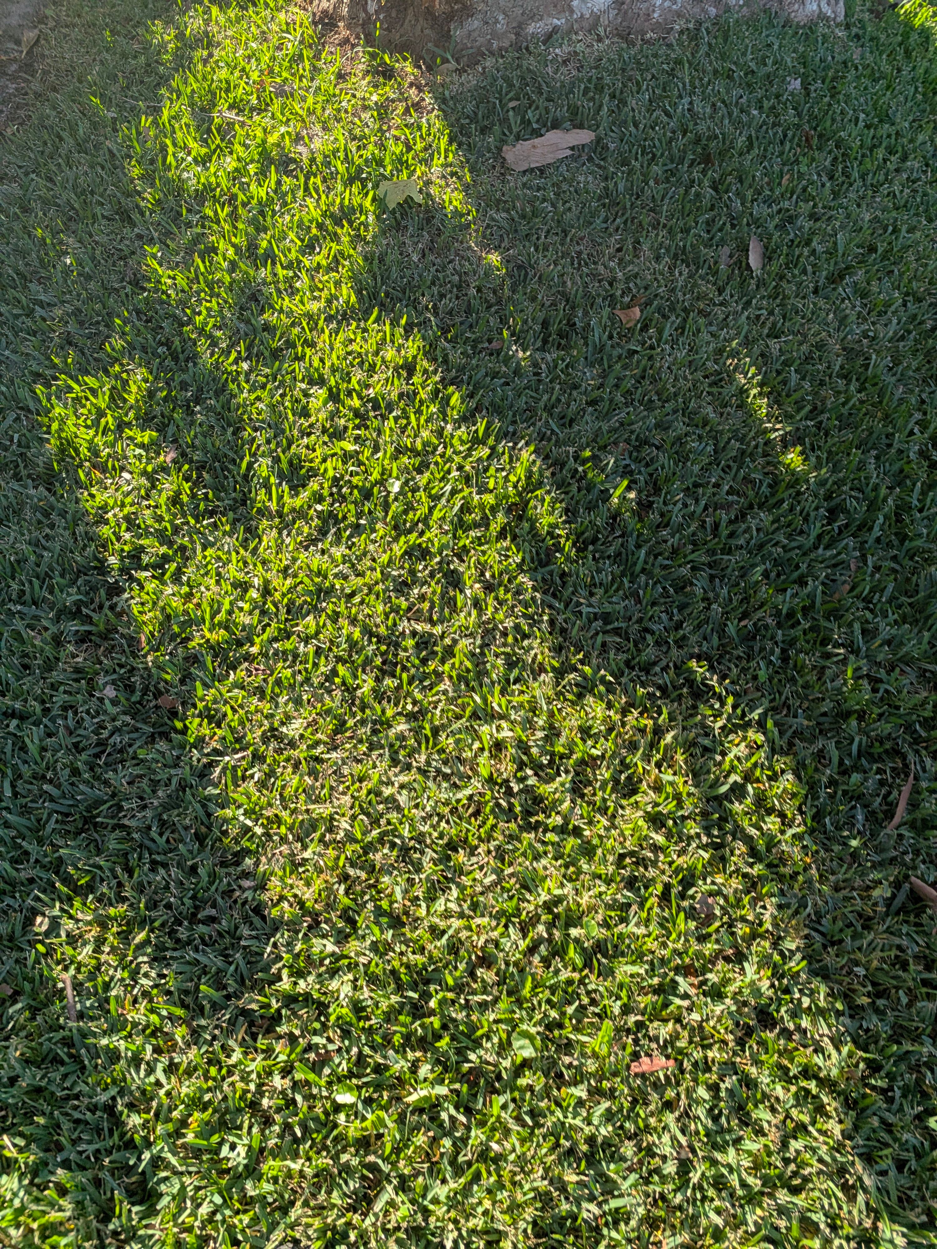 Large-Scale Leaf Removal & Property Cleanup — Jacksonville, FL (Arlington Area) by Harmoni Home Services