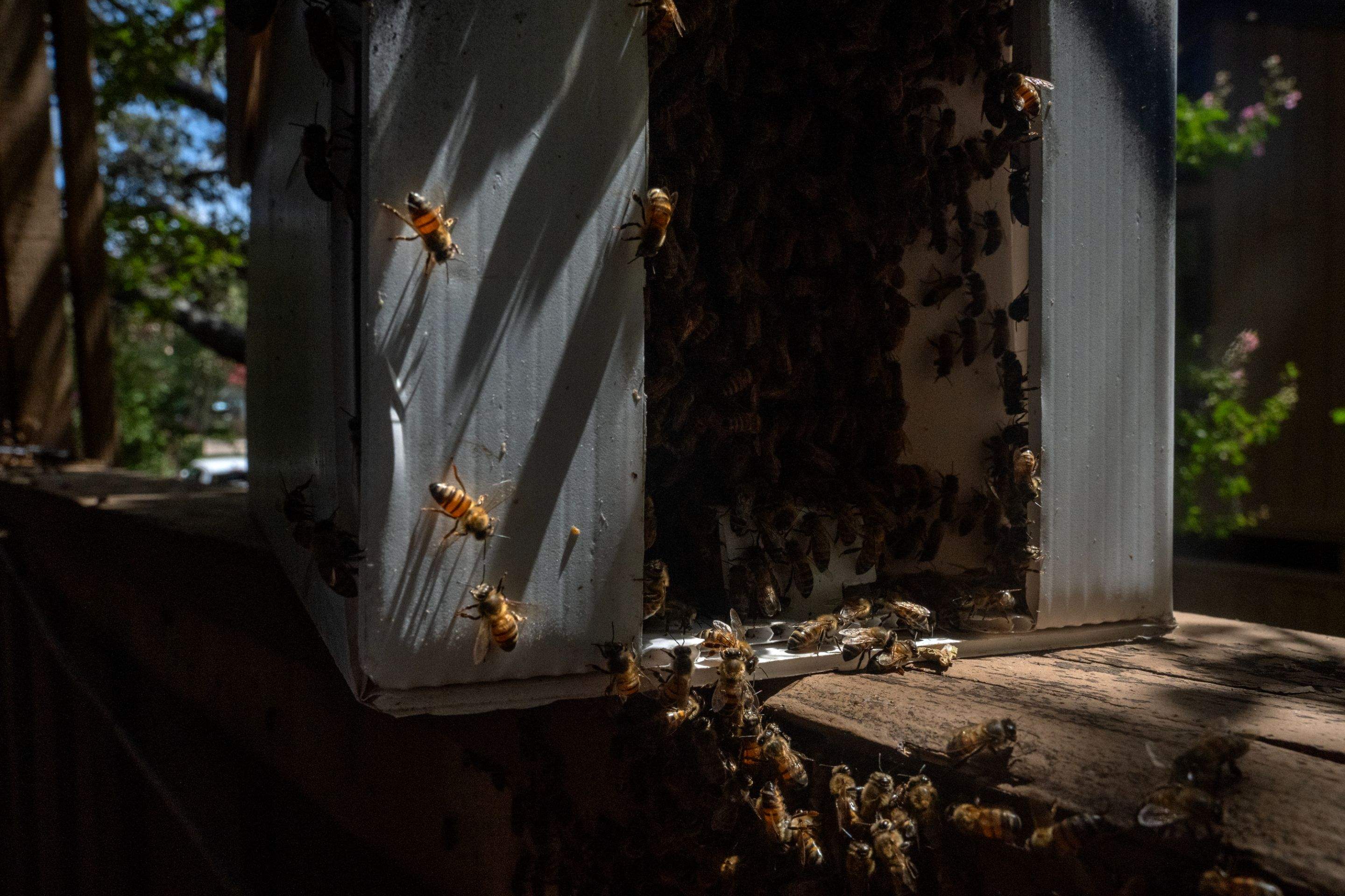 Condo Patio by Rockwall Honey Bee Company