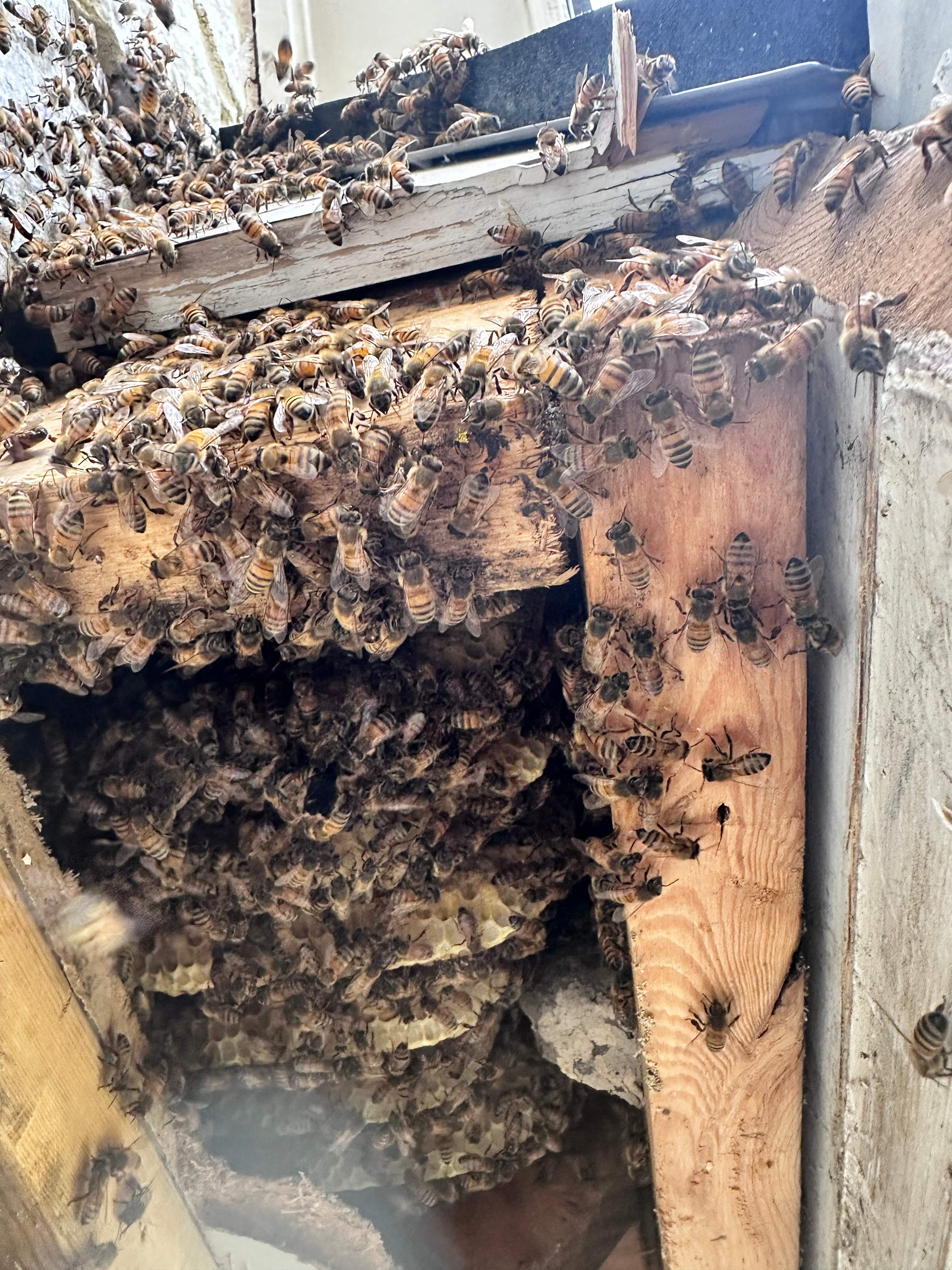 Way, WAY up! by Rockwall Honey Bee Company