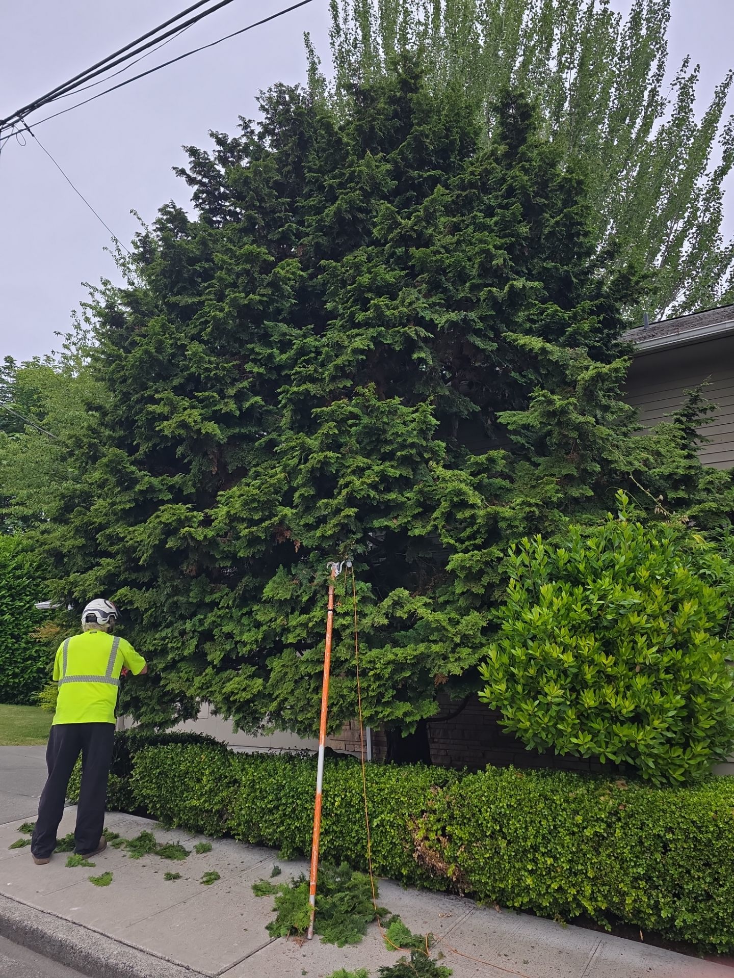 🌲✂️Building Clearance & Precision Hedge Trimming by Sound Tree Care LLC