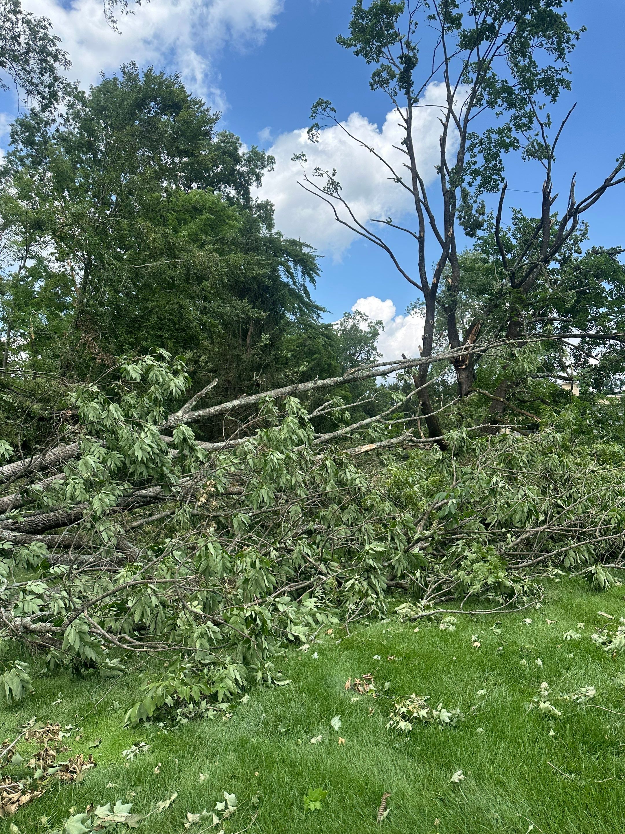Emergency Tornado Damage Cleanup and Hazardous Tree Removal in Harrison by Fox Hill Luxury Real Estate Services