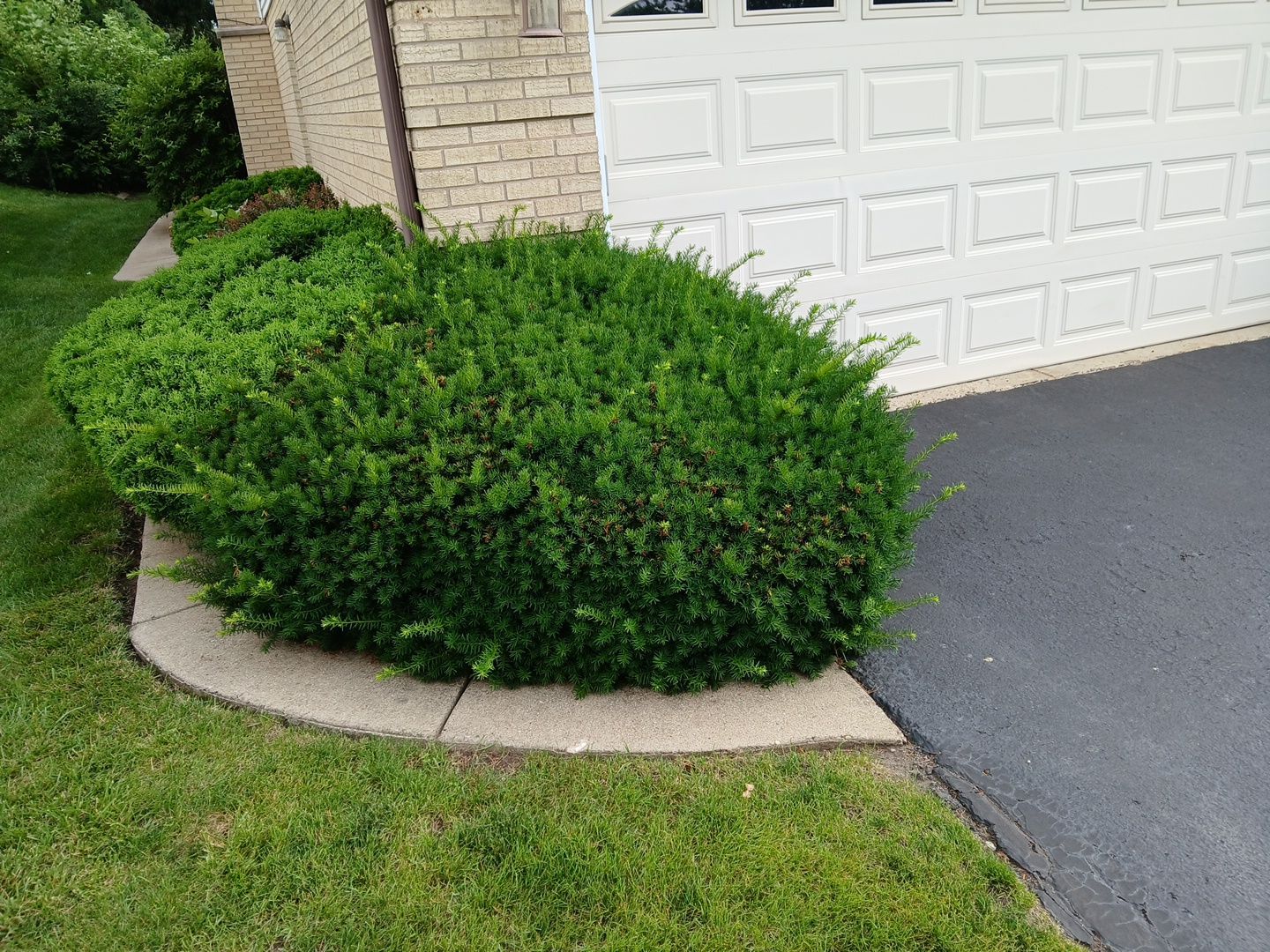 Andrew L. - Arlington Heights, IL by A&N