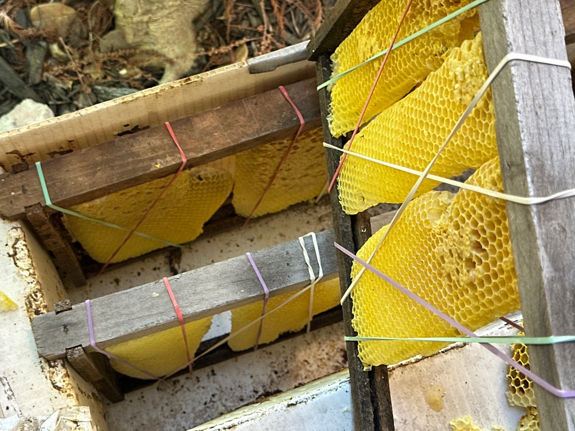 Bees Behind Bricks by Rockwall Honey Bee Company