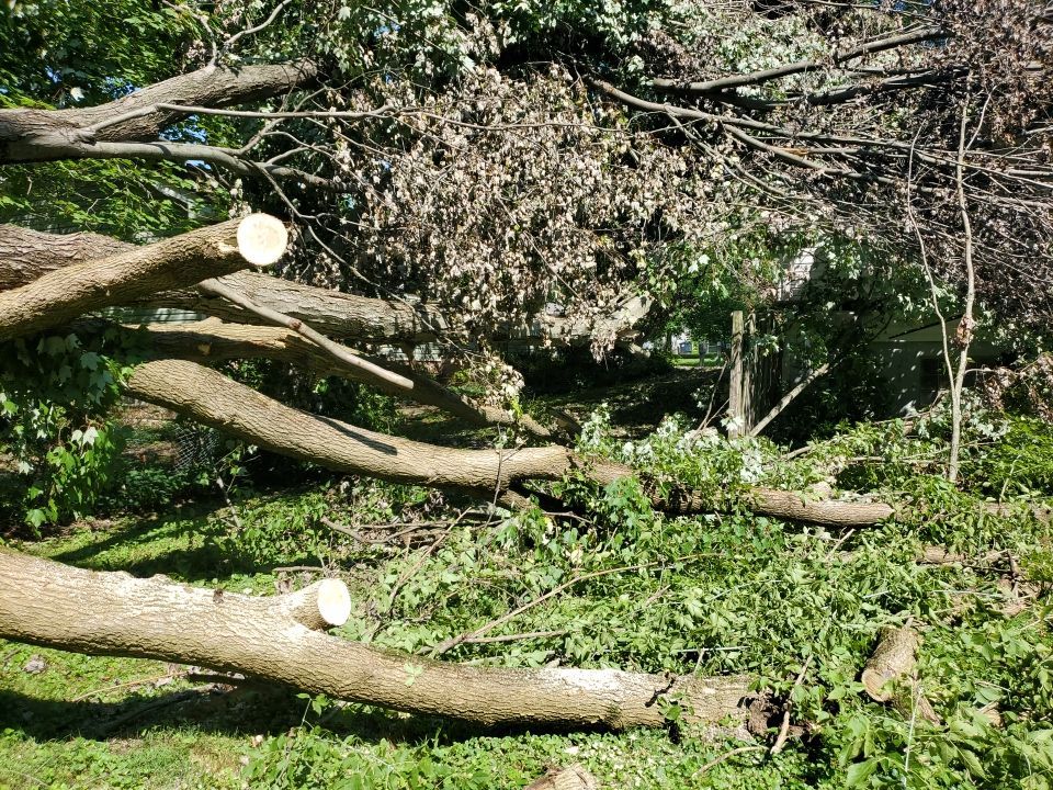 Storm Damaged Tree Removal  by Mike Jones & Sons Tree Service LLC 
