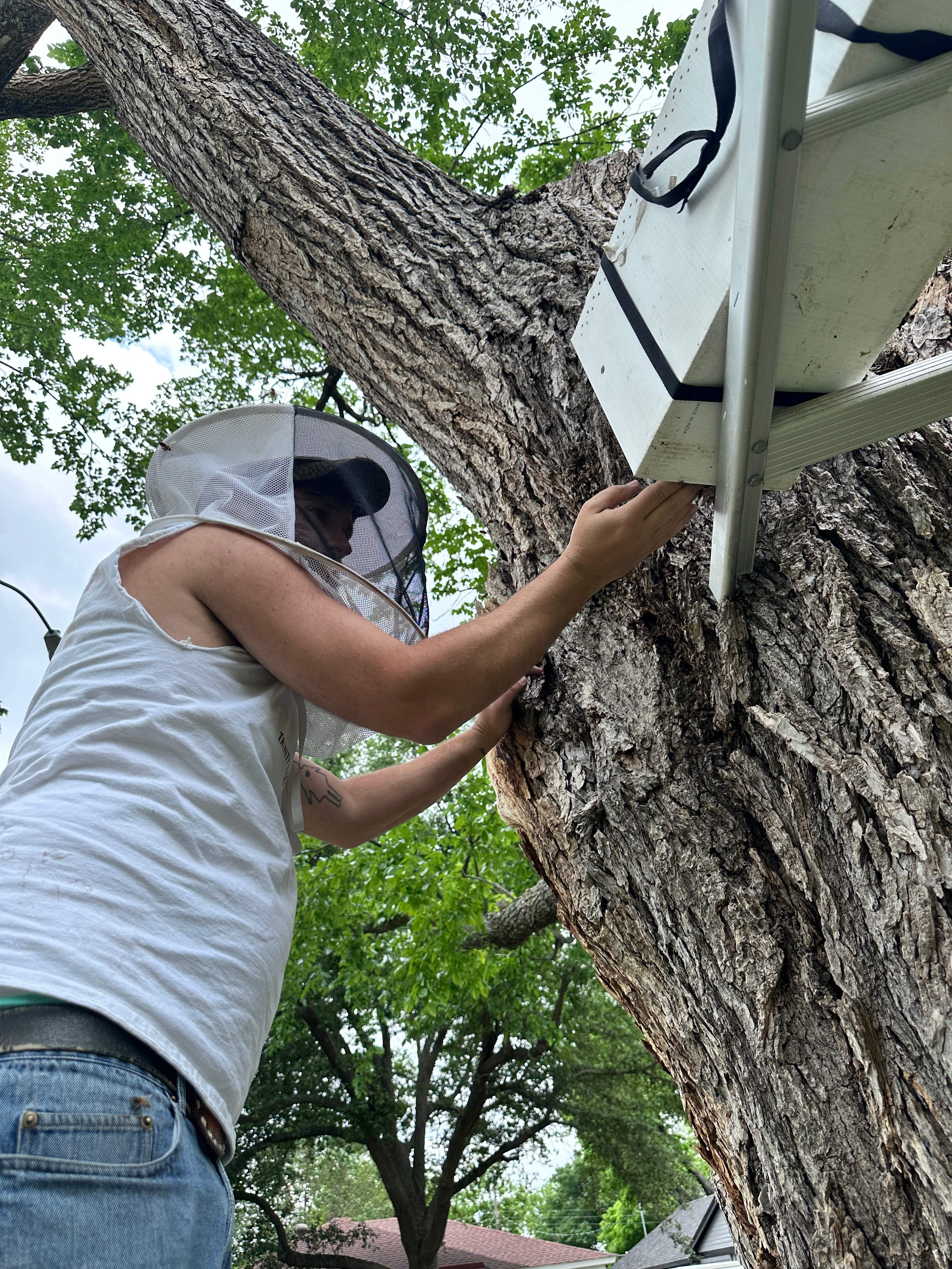 Tree Bees by Rockwall Honey Bee Company