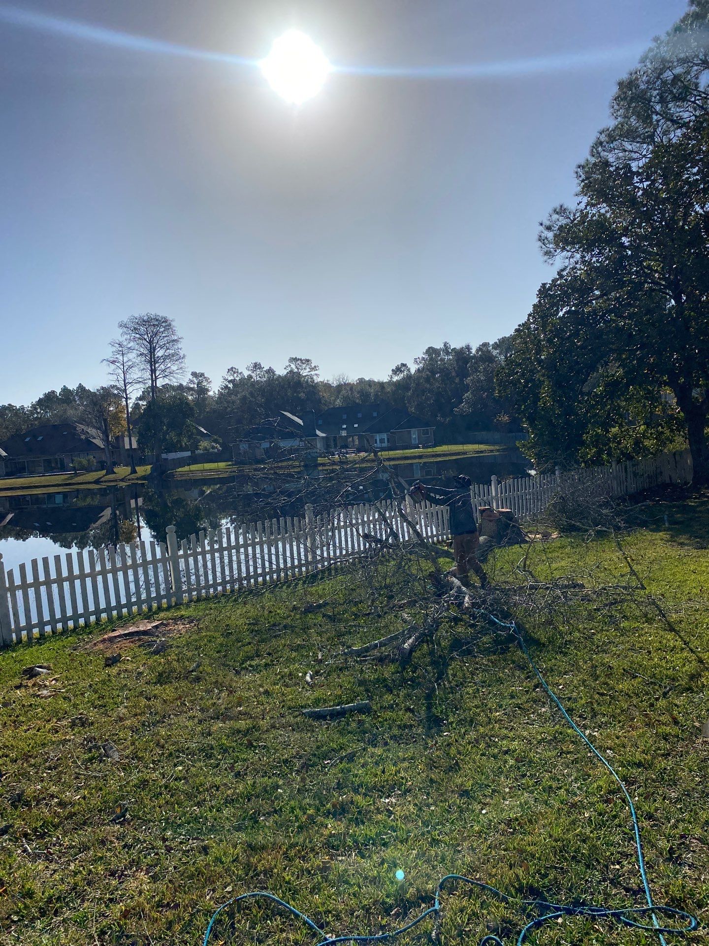 Deerwood Resident | Tree Removal & Palm Trimming by ProGreen Services