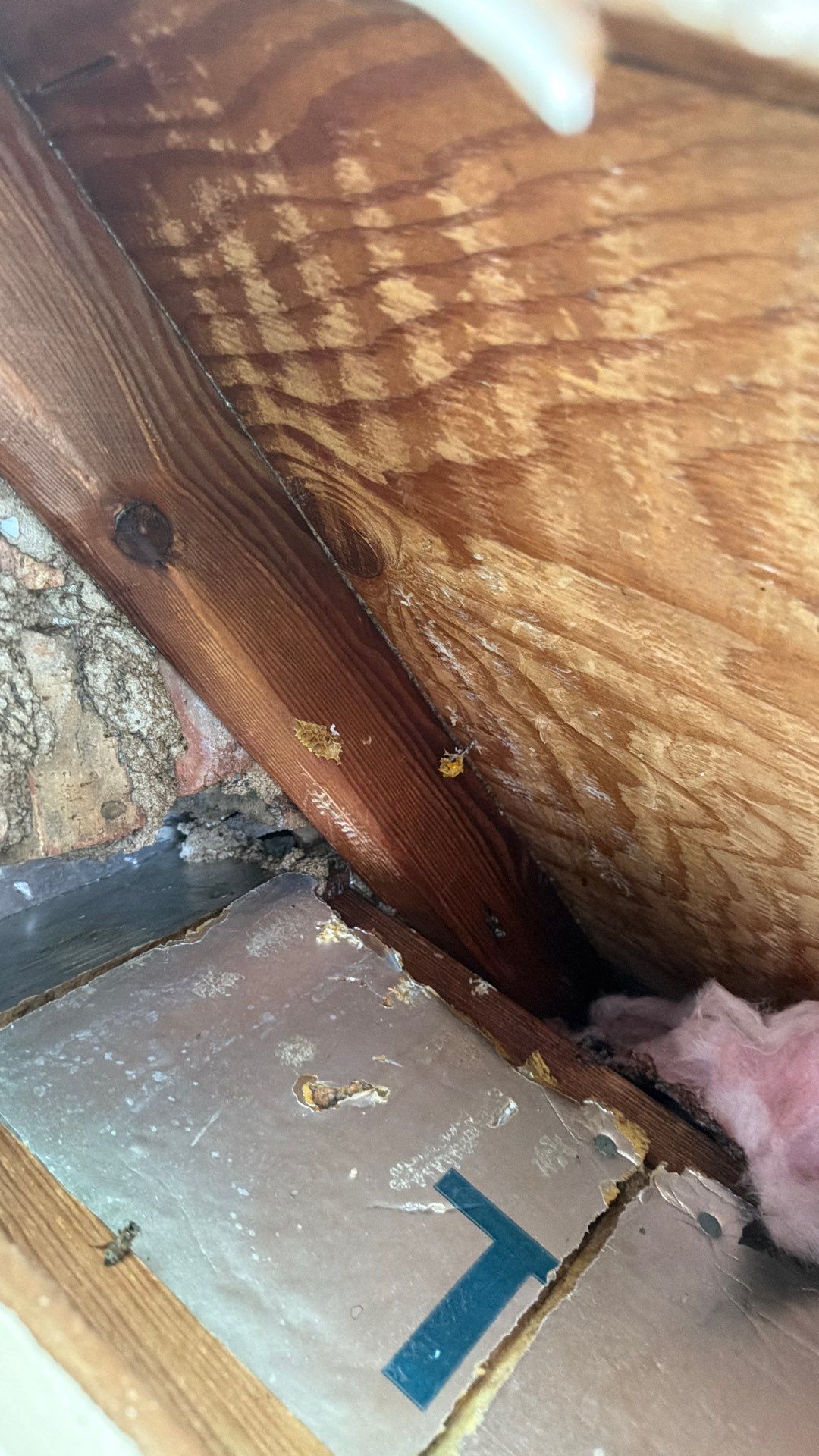 Why hire a professional? by Rockwall Honey Bee Company