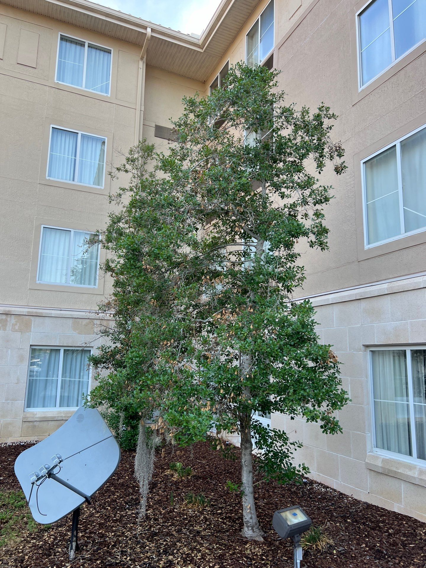 Homewood Suites | Tree Service by ProGreen Services