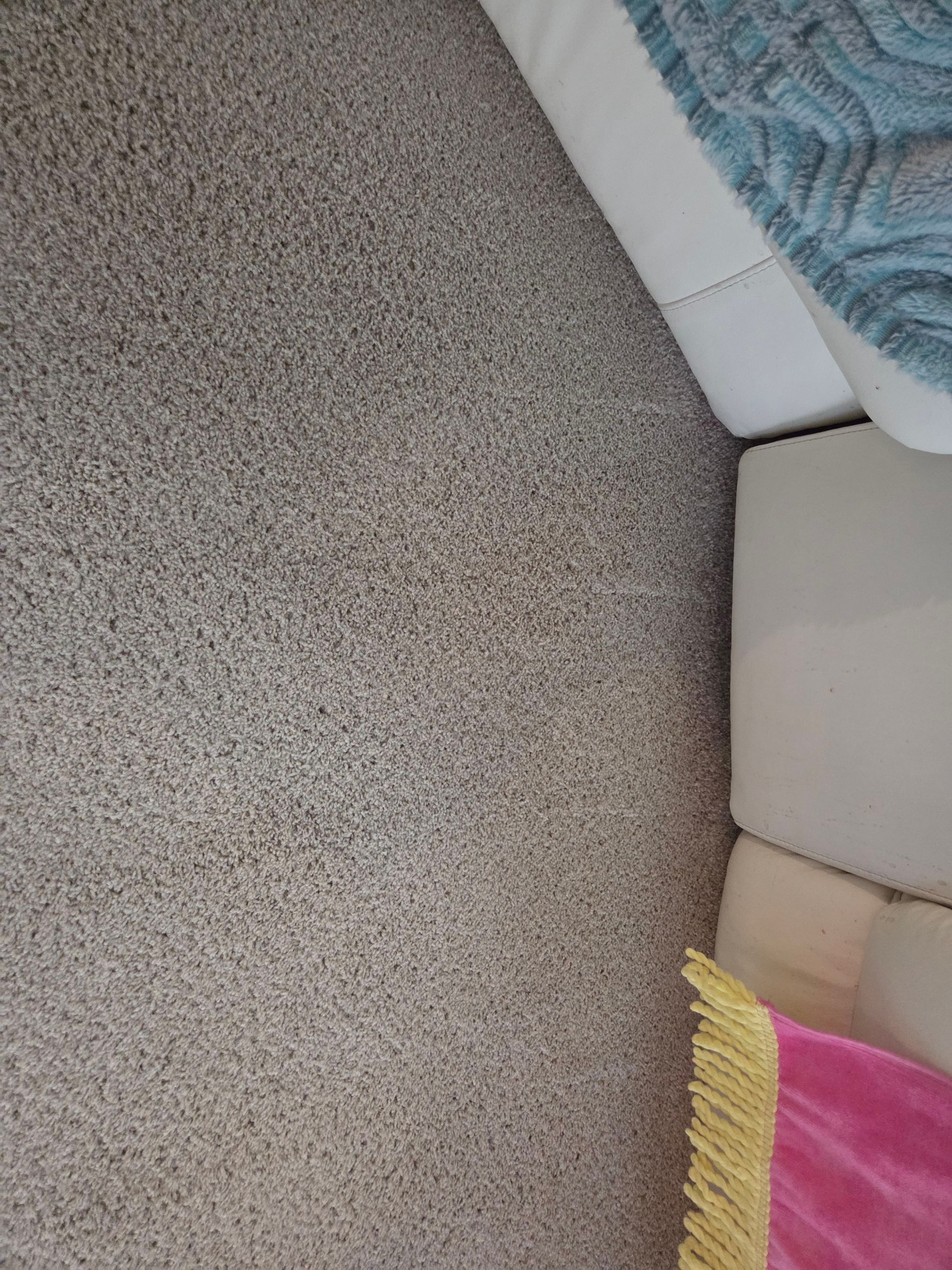 Carpet Cleaning and Stain Removal by Ardent Carpet Restore LLC