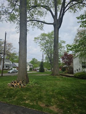 Tree Trimming using Tree Pruing