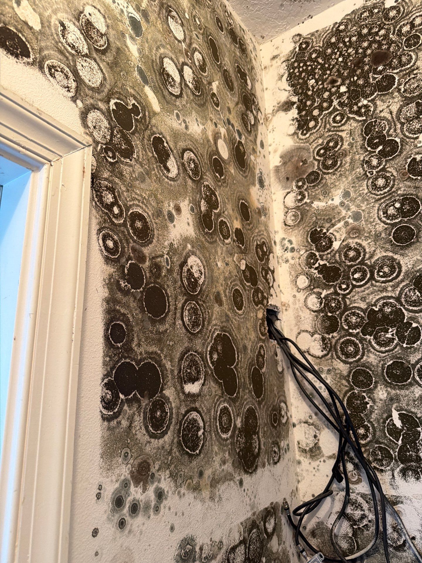 Mold Remediation and Interior Structural Drying in Wellington, Florida by SuperClean