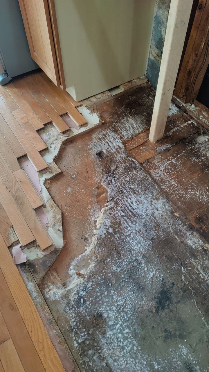 Mold Damage by Accountable Home Services