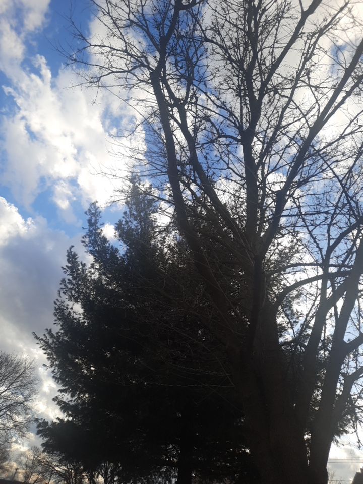 Tree Removal using Tree Removal by Mike Jones & Sons Tree Service LLC 