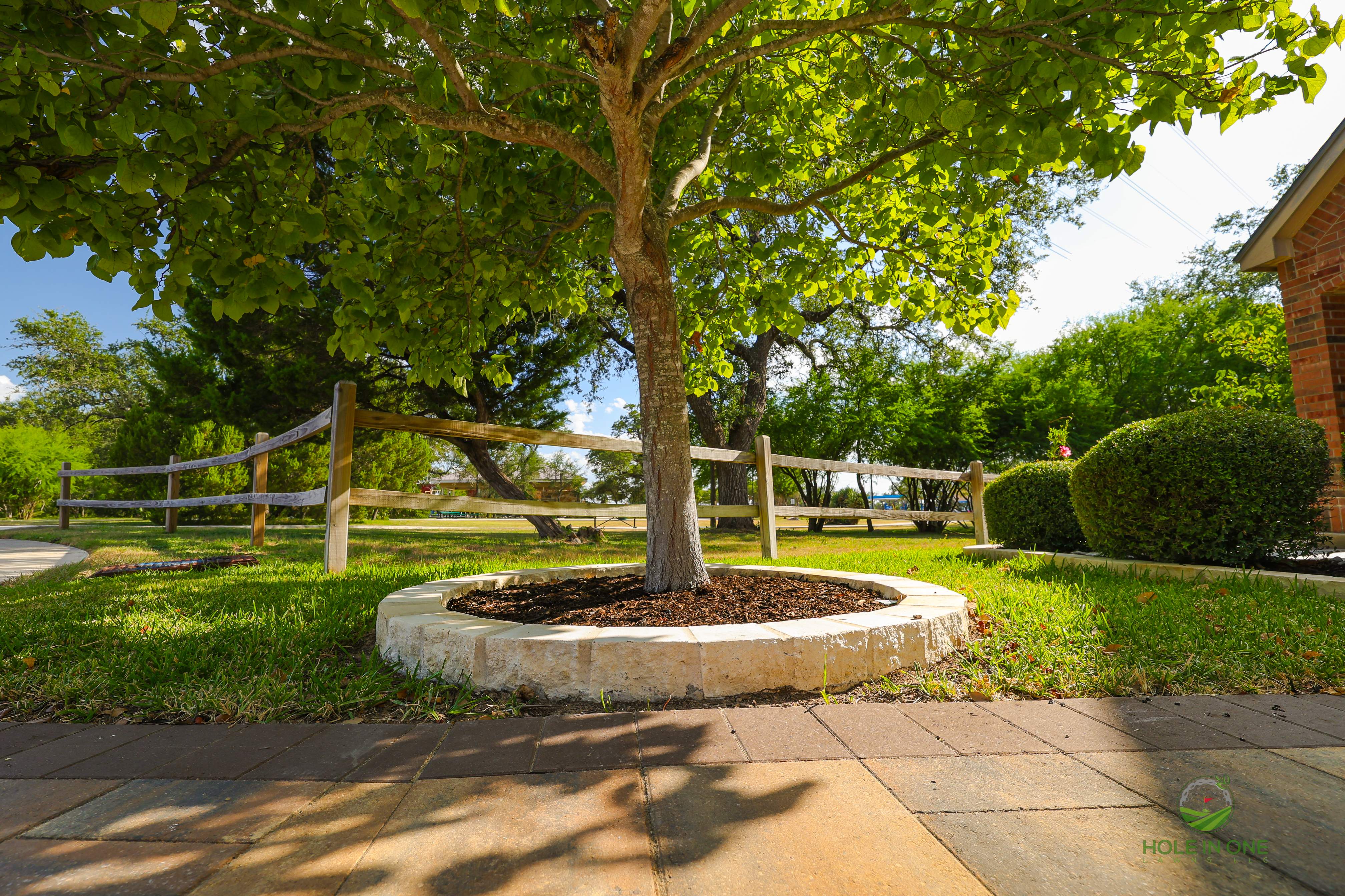 Wortham Oak, San Antonio TX by Hole In One Lawns, LLC