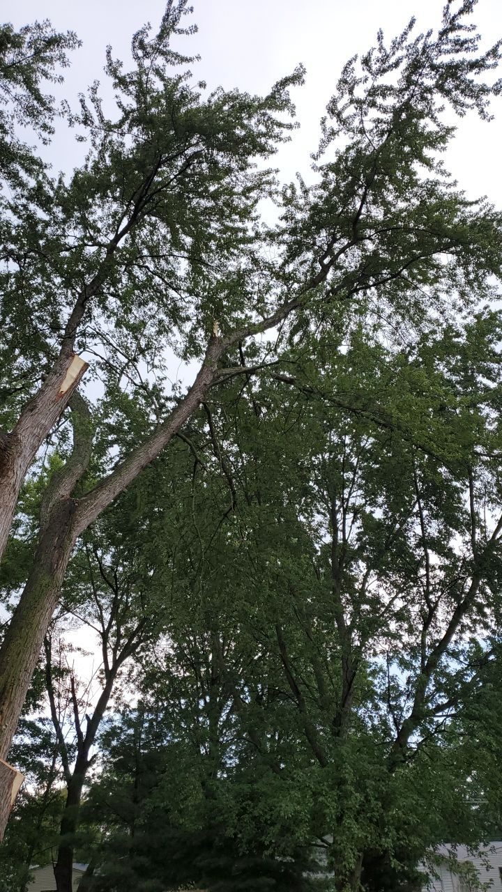 Tree Removal by Mike Jones & Sons Tree Service LLC 