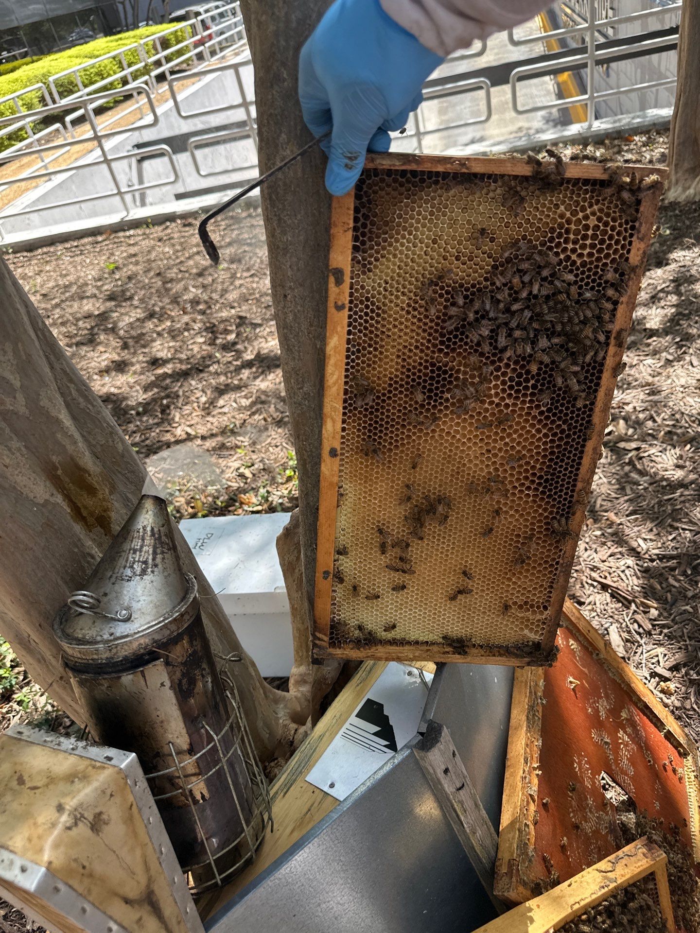 Urban Building Bees by Rockwall Honey Bee Company