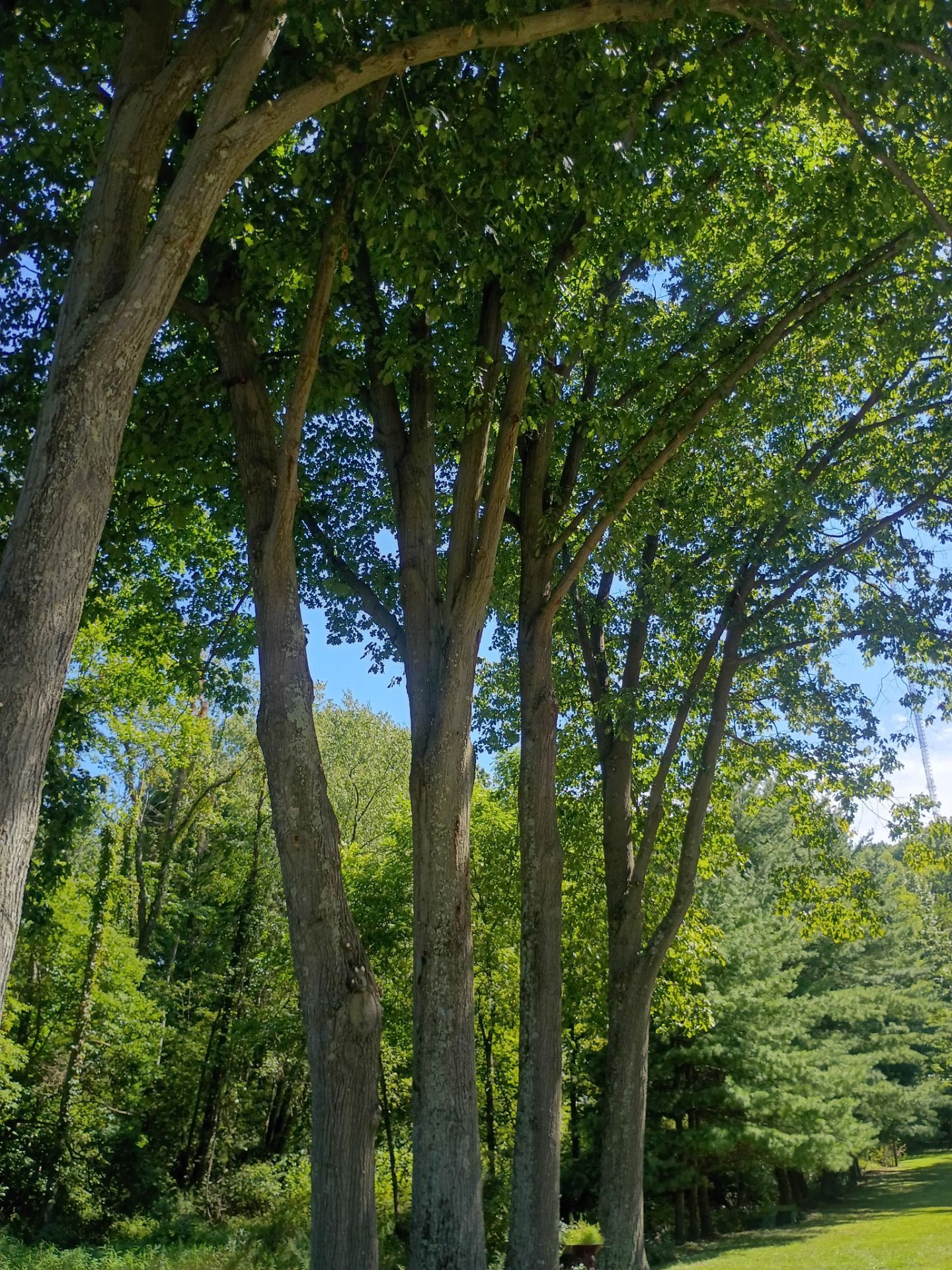 Tree Trimming & Tree Removal in Akron Ohio by Mike Jones & Sons Tree Service LLC 