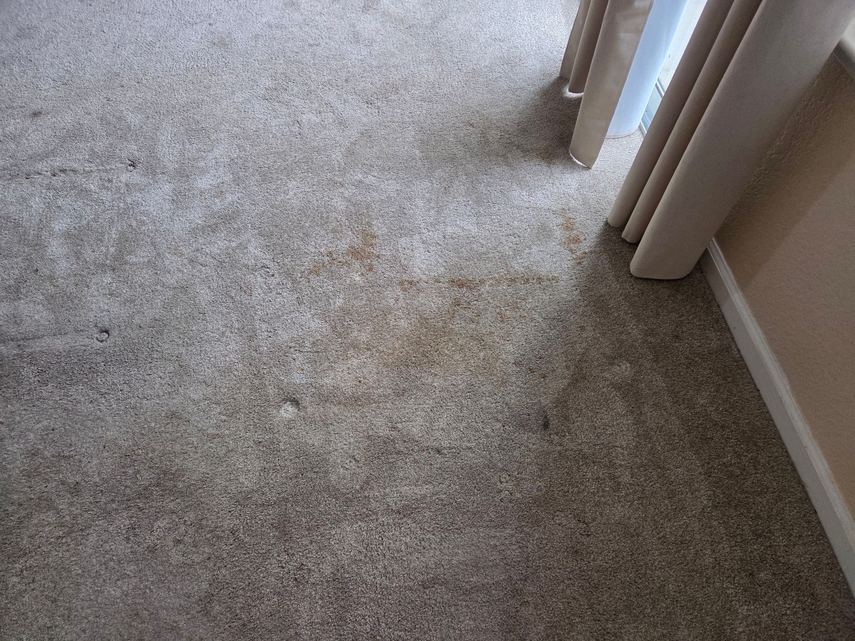 Carpet Cleaning and Pet Treatment by Ardent Carpet Restore LLC